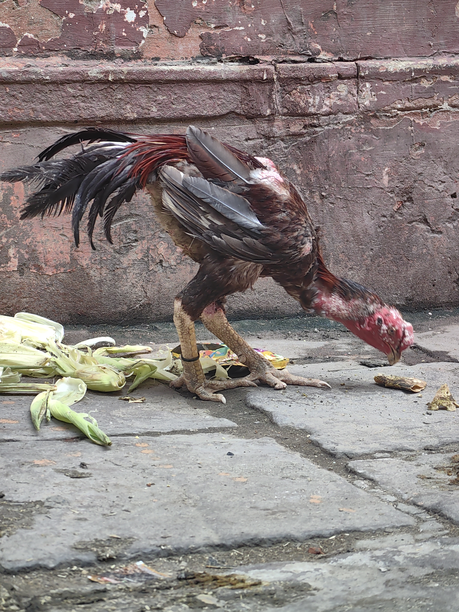 A rooster is pecking at food on a cracked concrete pavement in Varanasi, India. The rooster has dark brown and red feathers, with a black tail. Its legs are yellow and scaly. In the background, a rough, textured red wall is visible. To the left of the rooster, there is a pile of corn husks. A few pieces of trash are scattered on the pavement around the rooster. The scene appears to be outdoors, possibly in an alley or a street.