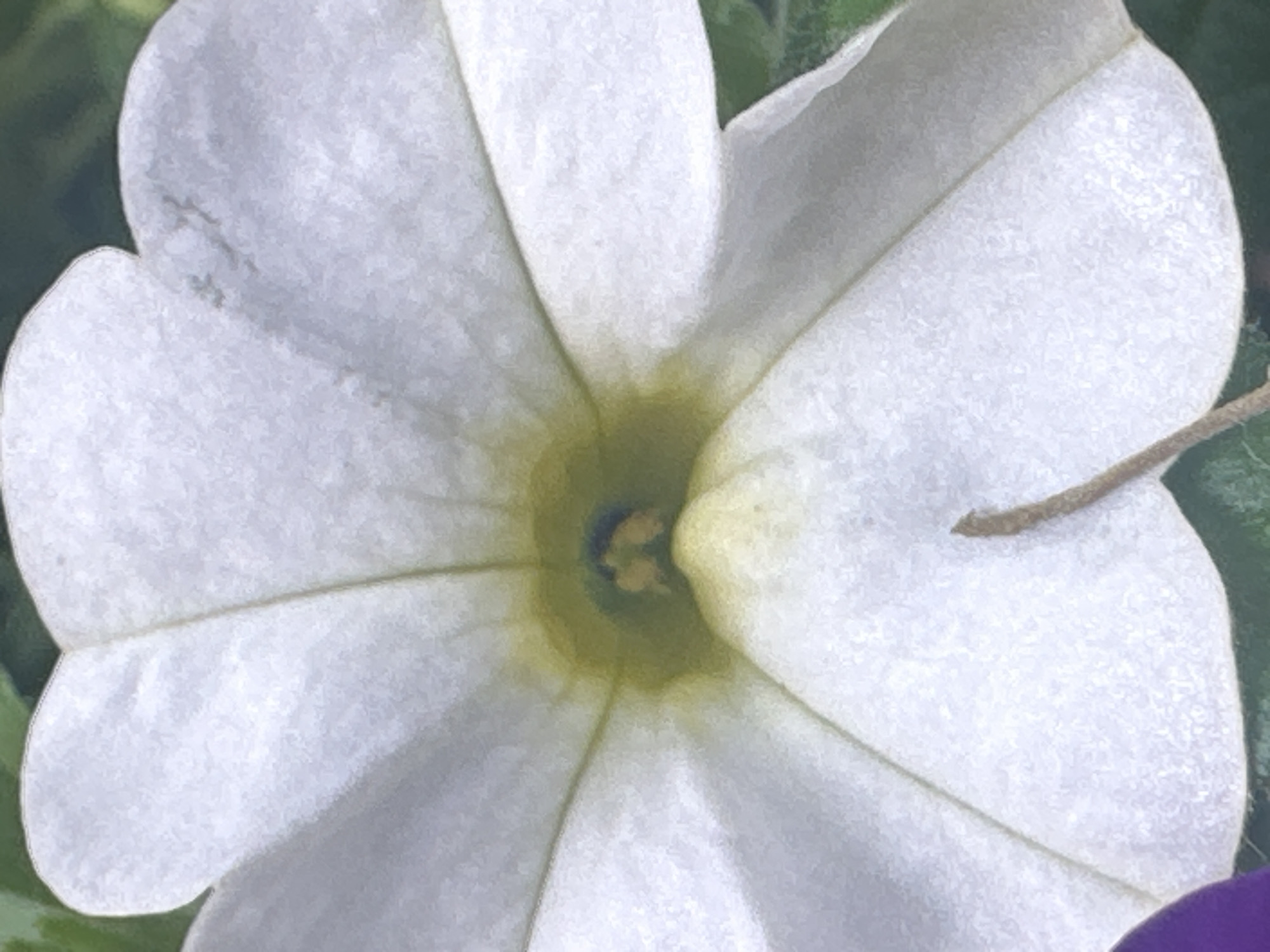 This is a macro photograph of a white petunia flower. The flower has five petals and is facing the viewer directly. The center of the flower is a yellowish-green color with a darker blueish stamen. There is a hint of a purple petal on the left side of the image. The background is blurred green foliage, suggesting an outdoor setting. The image is focused on the intricate details of the flower's texture and structure. There is no information within the image to suggest a location in Łódź, Poland.