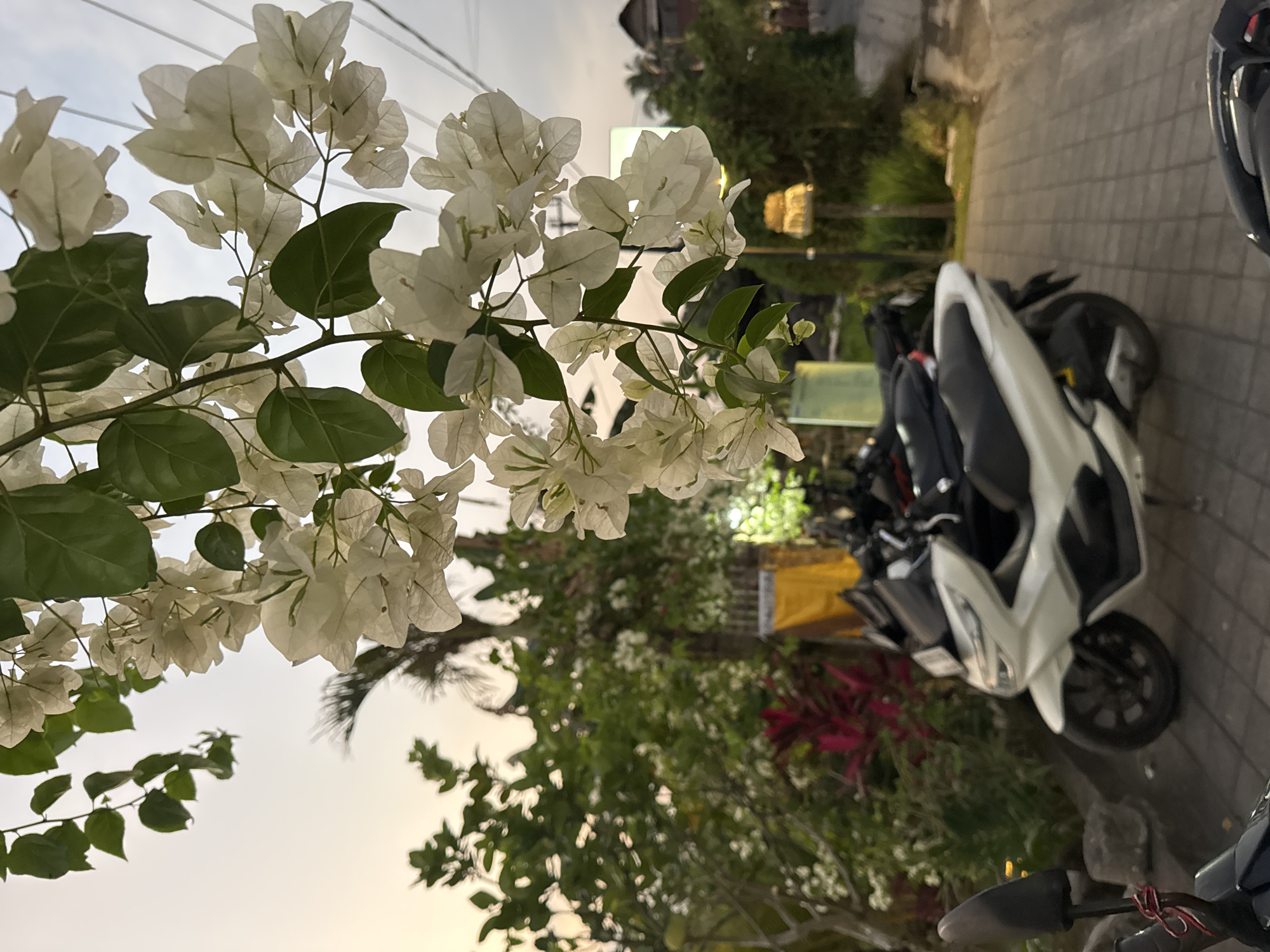 This is a medium shot, taken outdoors at dusk, in Tegallalang, Indonesia. In the foreground, a white scooter is parked on a paved area. Behind it, a black scooter is also parked. Further back, there are various plants and trees, some with red and green foliage. A yellow cloth hangs on a fence to the left. In the background, buildings and power lines are visible against a hazy orange and gray sky. White flowers hang from branches in the upper portion of the image, obscuring the sky and some of the background. The scene appears to be a street or pathway in a residential or commercial area.