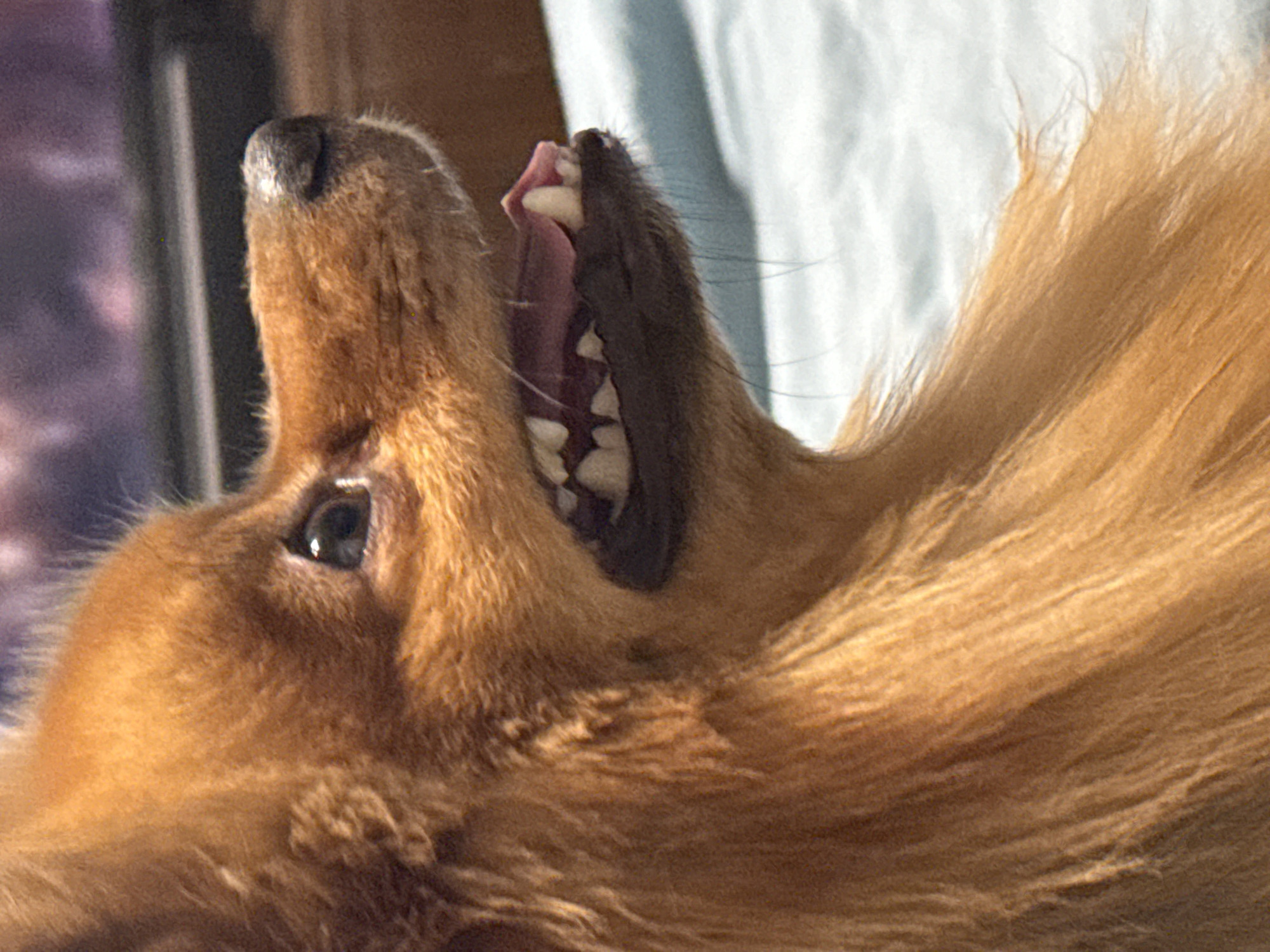 A close-up, profile view of a small, fluffy, golden-brown dog's head is captured against a blurred background of muted purples and grays. The dog's mouth is open, revealing sharp, white teeth and a pink tongue. Its fur is long and wispy, particularly around its muzzle and neck. The dog's eye is dark and appears to be looking slightly forward and down. The background is soft and indistinct, suggesting an indoor setting, possibly a couch or bed, with a hint of a darker horizontal line in the upper portion of the frame. The lighting is warm and casts subtle shadows, highlighting the texture of the dog's fur and the details of its facial features. There is no indication of the city of Khimki, Russia, or any other specific location.