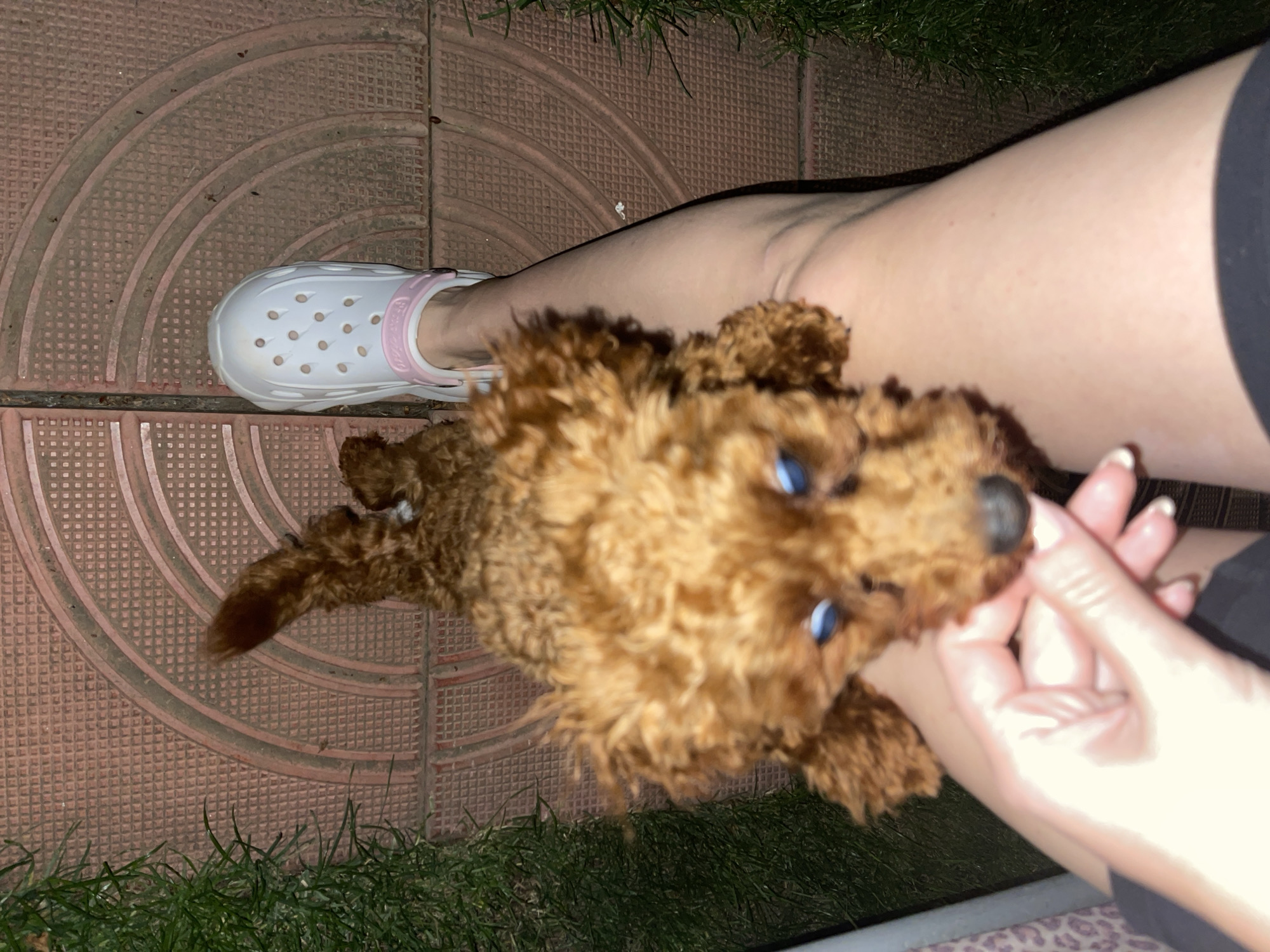 A person with pale skin is seated outdoors on patterned red paving stones, possibly in Sofia, Bulgaria, although there is no definitive visual evidence to confirm the location. The person's left foot, shod in a white Croc with a pink strap, rests on the paving stones. A small, curly-haired brown dog, possibly a poodle or doodle mix, is positioned on the person's lap, looking up with bright blue eyes. The person's right hand is near the dog's face, possibly offering it something. The person is wearing black bottoms. Grass is visible at the edges of the paved area.