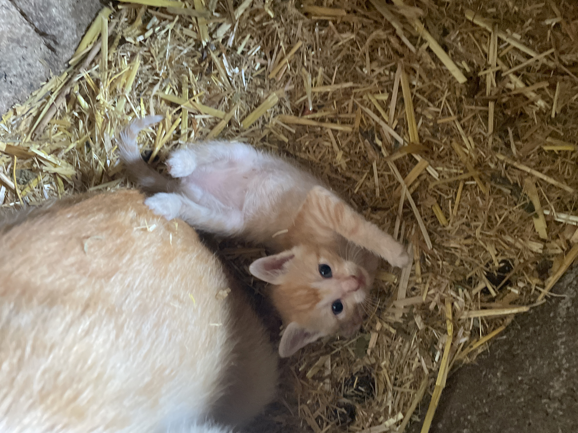 An overhead shot shows a light-orange kitten lying on its back, its head and front paws turned to face the viewer. The kitten lies on a bed of straw. A larger light-orange cat, presumably the mother, lies next to it. The location is unknown and there is no evidence to support the claim that it is in Zlatograd, Bulgaria.