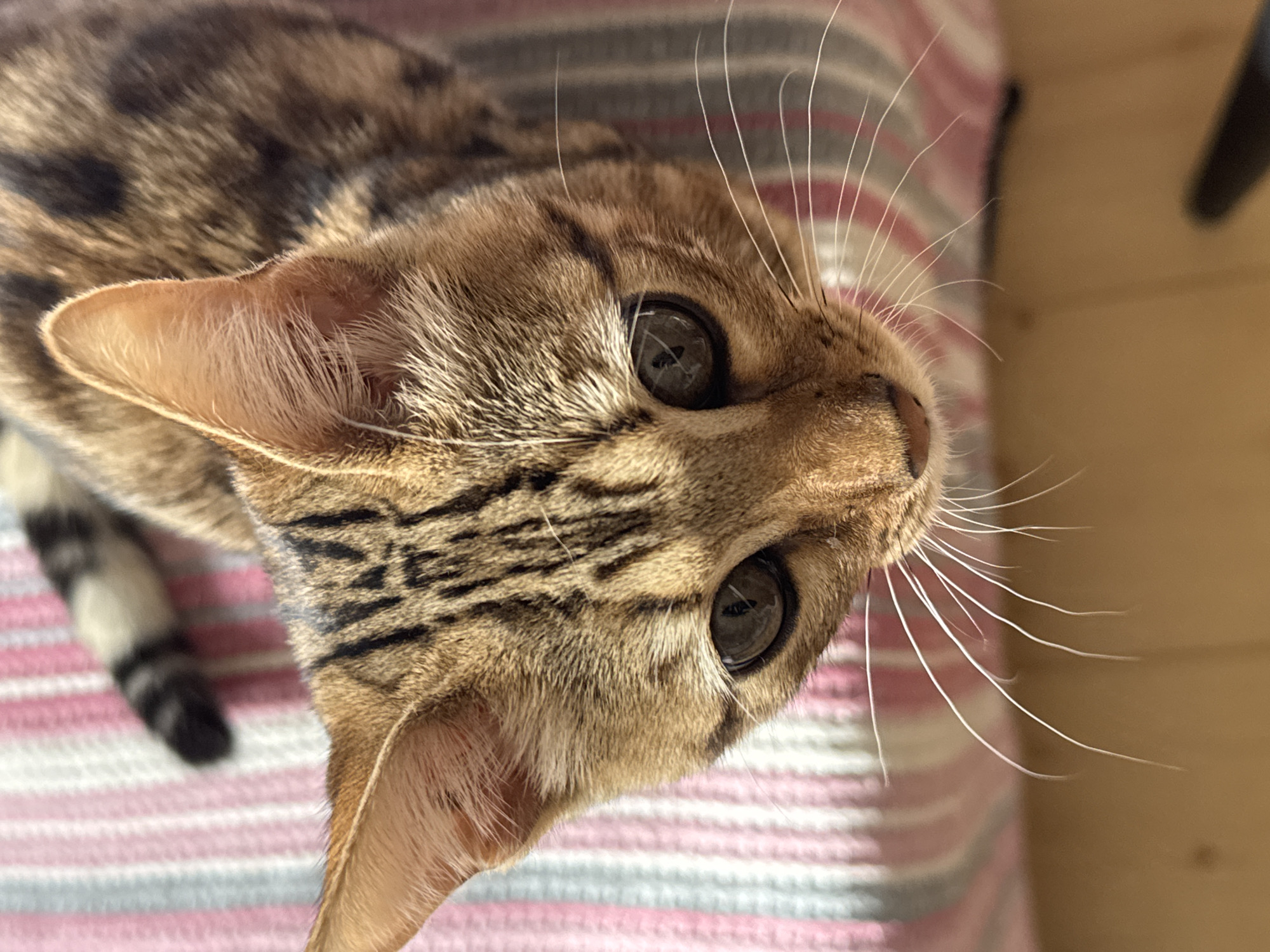 A close-up, high-angle shot shows a Bengal cat's face and front portion of its body. The cat has distinctive brown and black striped markings on its fur and large, dark eyes. Its long white whiskers are prominent. The cat is looking directly at the camera. It appears to be resting on a surface with a striped pink, white, and gray pattern. The background is blurred. There is no information in the image to suggest a location in Rzhev, Russia.
