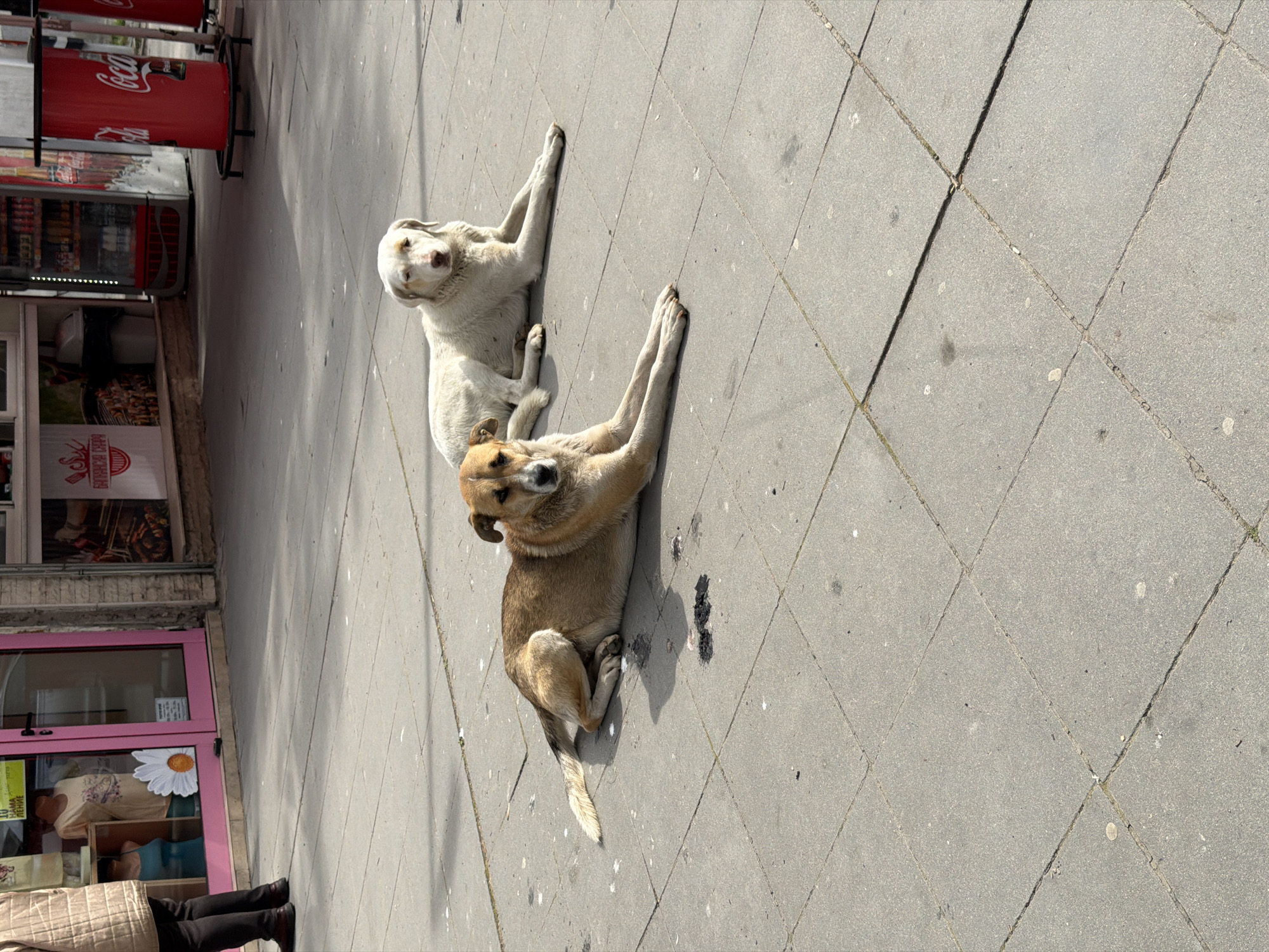 Two dogs are lying on a paved sidewalk in front of a storefront. The dog closest to the camera is brown and tan, while the other dog is white. To the left, a storefront has a pink door and a display with clothing and a flower decal. Further to the left, there's a Coca-Cola vending machine and a food vendor stand. The sidewalk is made of large gray square tiles. The orientation of the picture is rotated clockwise. The location is likely Pleven, Bulgaria.