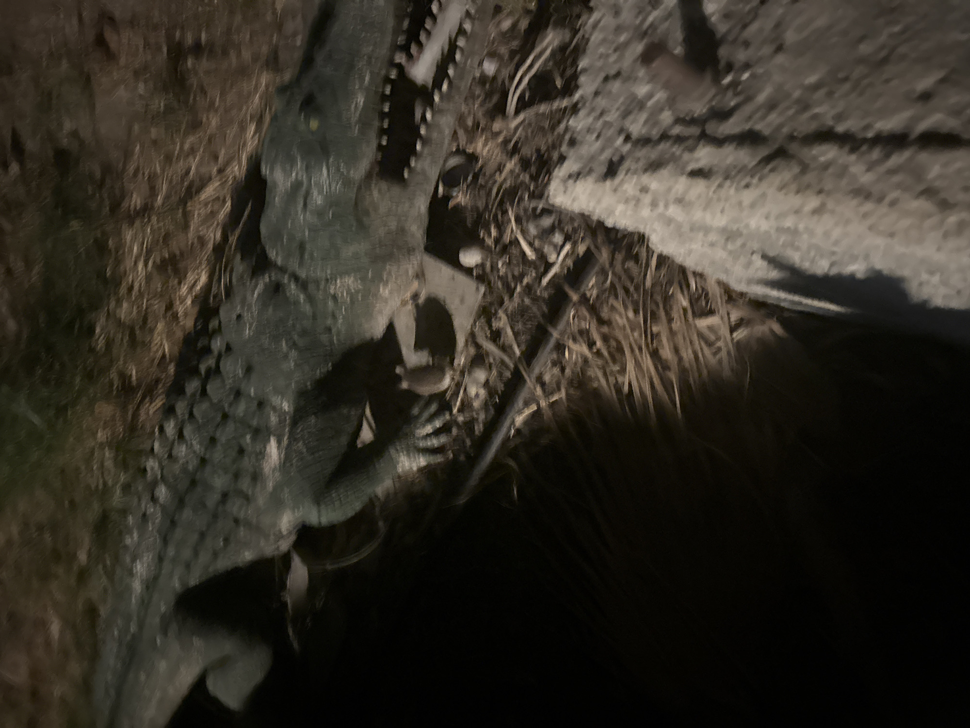 A plastic alligator ornament is placed on the ground next to some dried grass and a large rock. The alligator is dark green with visible scales and teeth. Its body is partially submerged in the dried grass, and it is positioned on its side. The rock is grey and textured, with a shadow cast upon it from the alligator. The background is dark and blurred, suggesting the image was taken at night. The location is the Parekklisia Community in Cyprus.