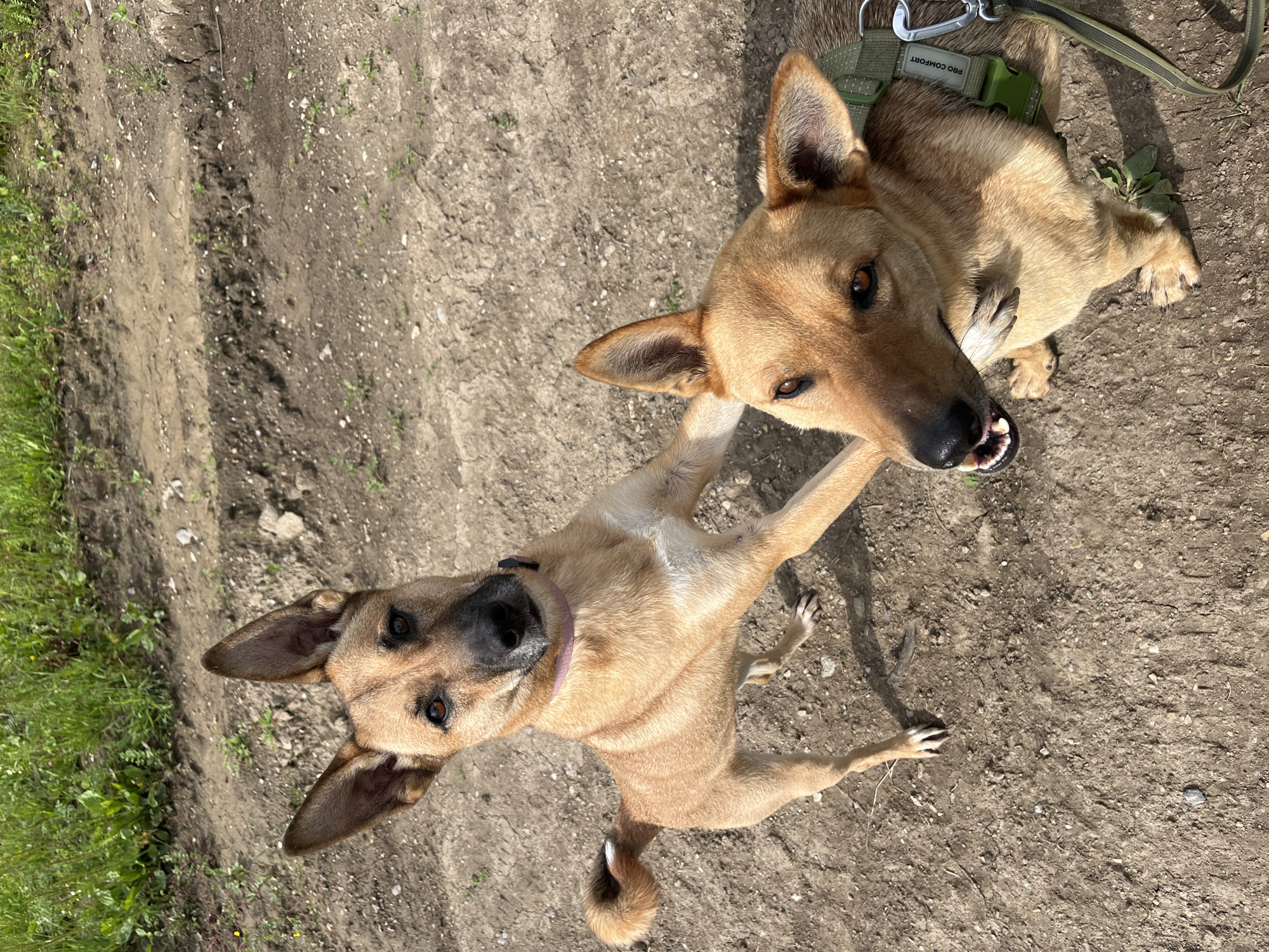 The image shows two dogs on a dirt path. The dog in the foreground is light brown with dark brown markings around its eyes and ears. It is lying on its back with its paws in the air, looking directly at the camera. The dog has a purple collar. The second dog, in the background, is also light brown and appears to be lying down or sitting. It is looking to the right of the frame. A green dog harness with a silver clip is visible on this dog, along with text that reads "PRO COMFORT". The ground is covered in dry dirt with some patches of green grass on the left side of the image. The lighting suggests it is daytime.