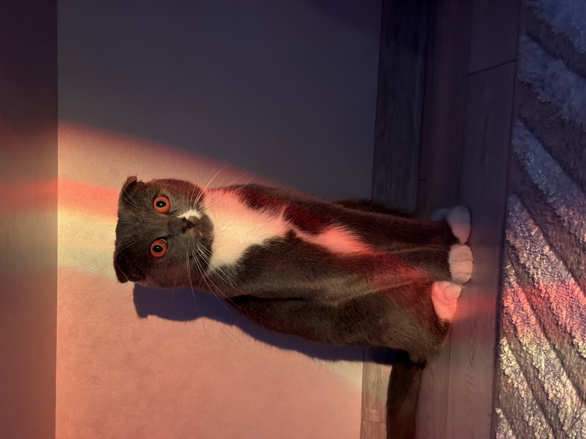 A gray and white Scottish Fold cat with orange eyes lies curled on the floor near a rug. The cat has white paws. A wall is to the left of the cat and floorboards are to the right of the cat. The image is lit with a red light. The location is Chaikovsky, Russia.