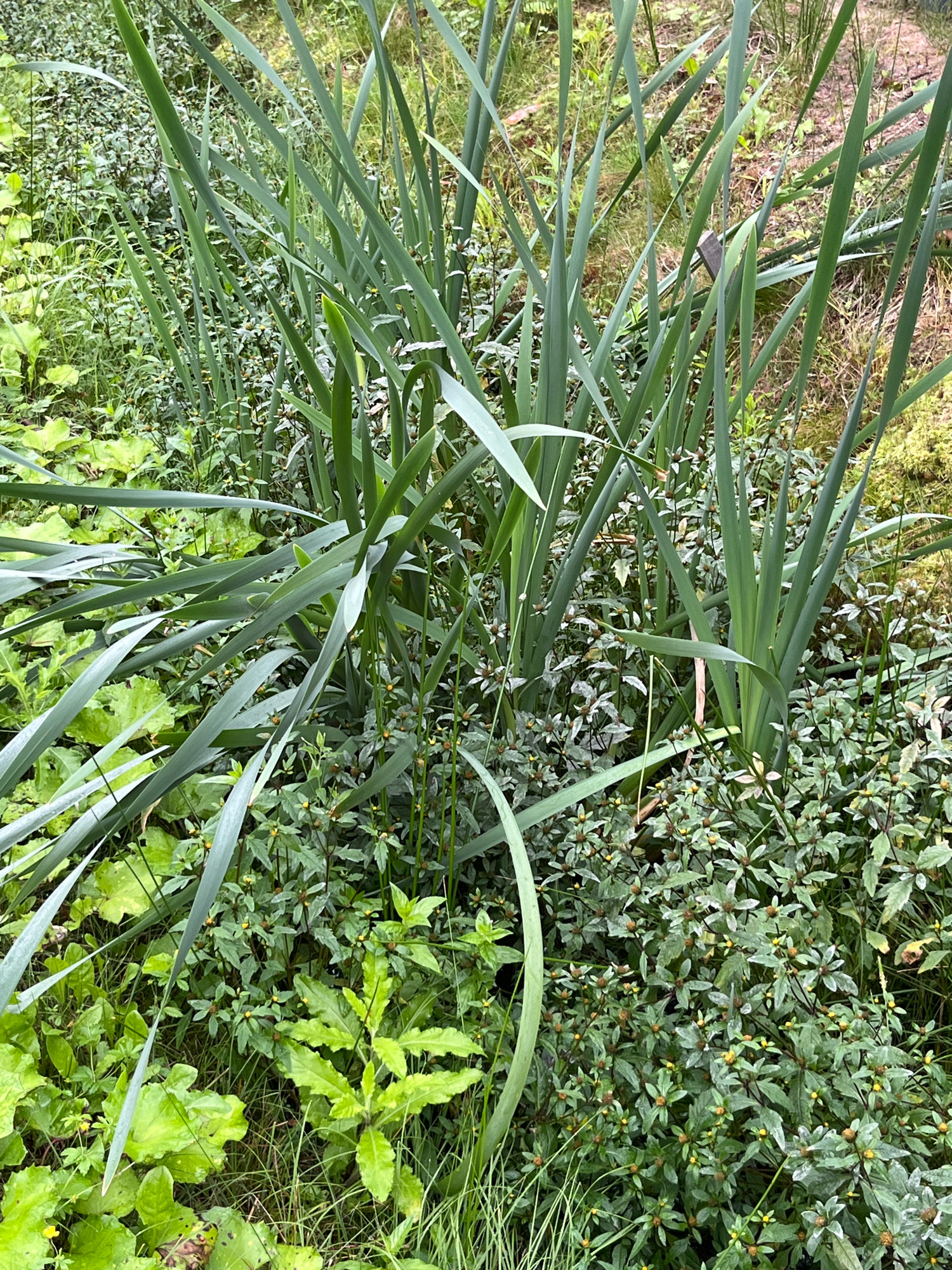 The image shows a close-up view of a dense, naturalistic garden bed filled with a variety of green foliage. Tall, sword-like leaves dominate the foreground and midground, with their smooth, pale green surfaces angled in various directions. Interspersed between these larger leaves is a carpet of smaller, low-lying plants with intricate, star-shaped leaves and tiny yellow-tipped buds. Some larger, broader green leaves are visible towards the bottom left, and a dark, angular object, possibly a piece of wood or stone, is partially obscured by the tall leaves in the upper right quadrant. The overall impression is one of lush, untamed greenery, typical of a garden in a natural setting. The scene is devoid of any human presence or activity. The location is Arfa, Russia.