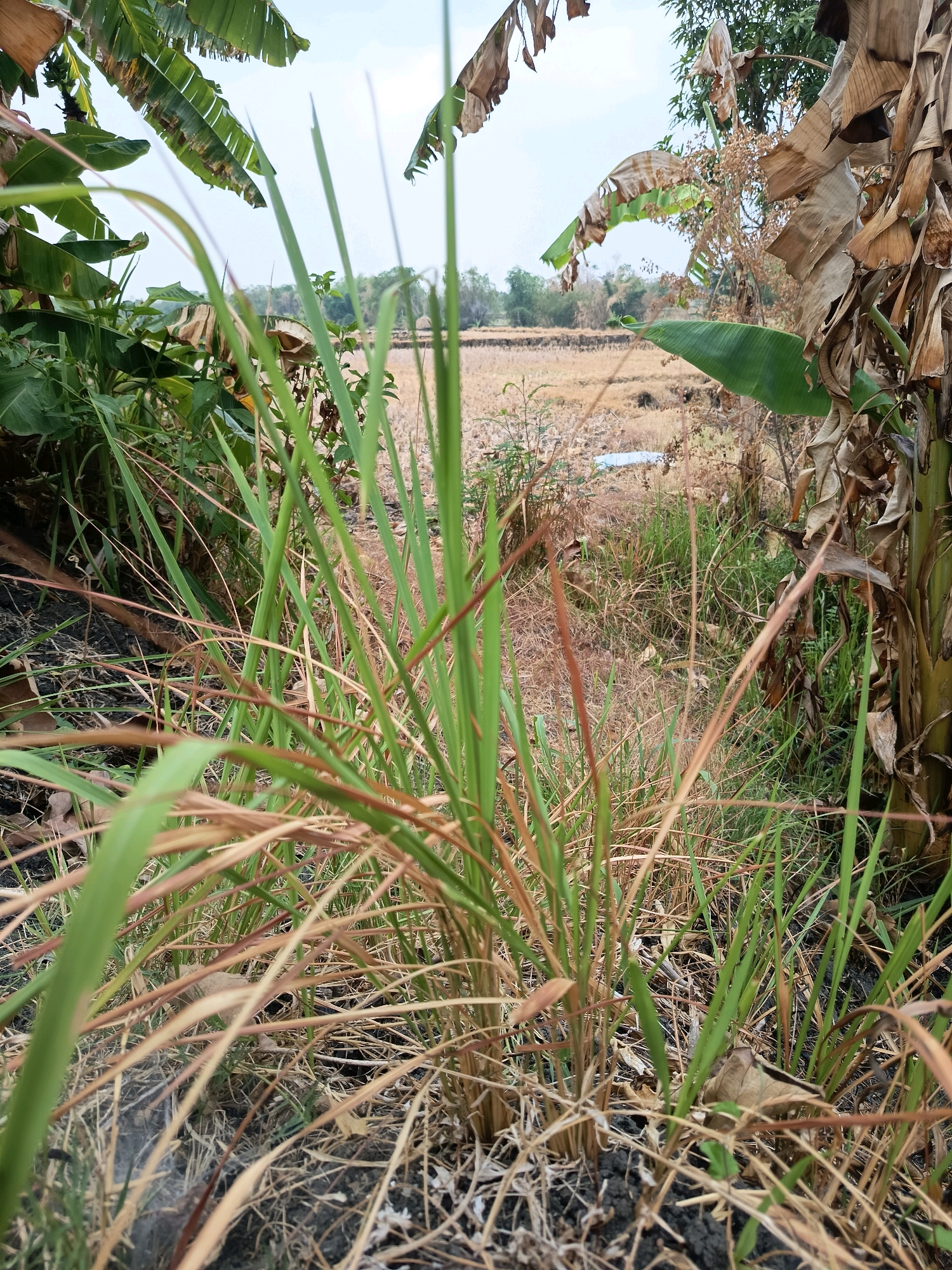 In a rural area of Sidorejo, Indonesia, a close-up shot focuses on dry grass and a banana tree. In the background, a rice paddy field is visible, with a patch of water in the distance. The sky is overcast.