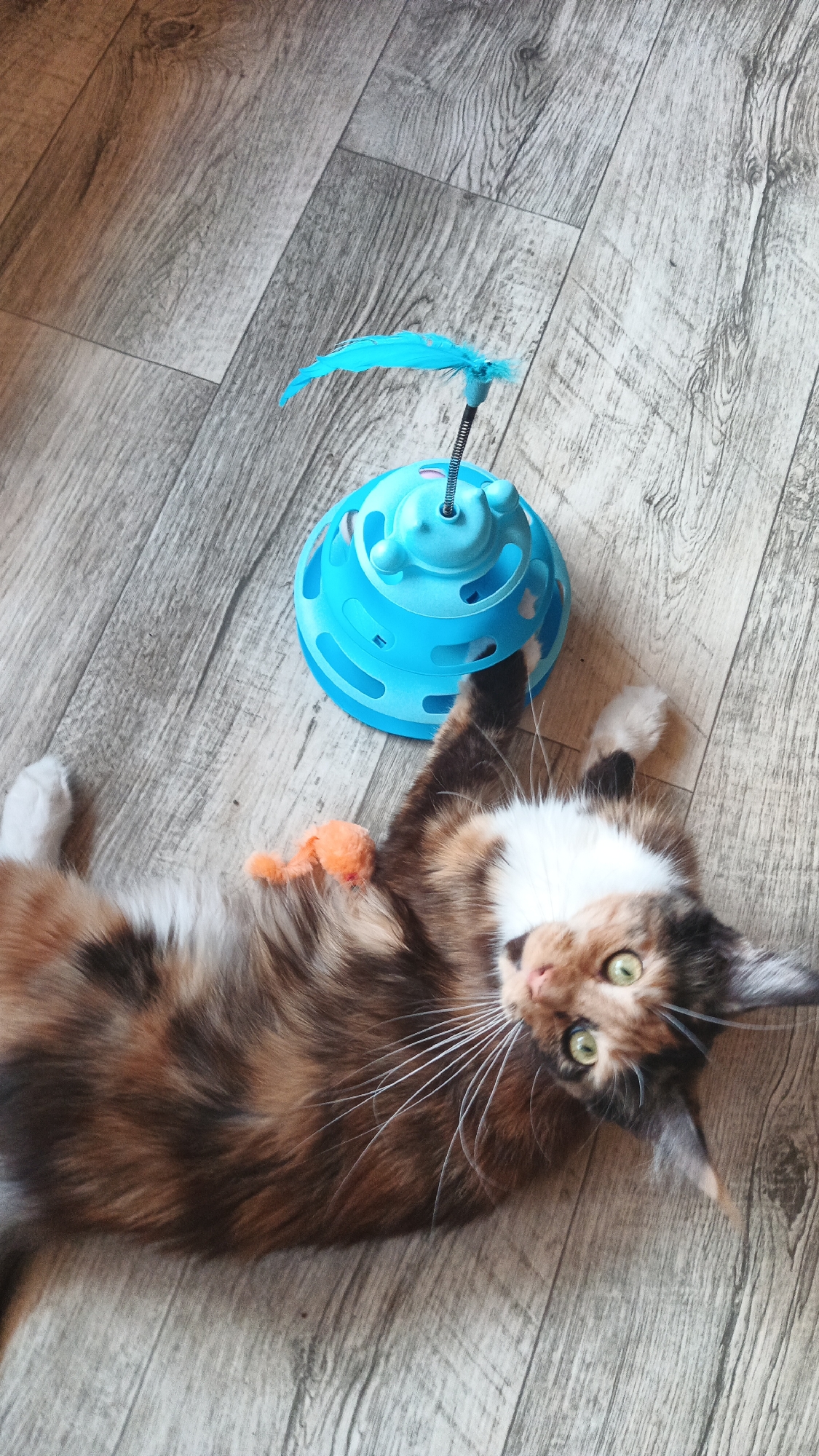 A calico cat is lying on its back on a light wood-patterned floor. The cat has green eyes, white whiskers, and patches of white, black, and orange fur. A blue cat toy with a feathered wand is positioned to the left of the cat. The cat is looking up at the camera. An orange toy mouse is near the cat's chest. The scene is indoors, likely in a home, given the flooring. The lighting suggests it is daytime. There is no visible text in the image. The cat appears relaxed and possibly playful.