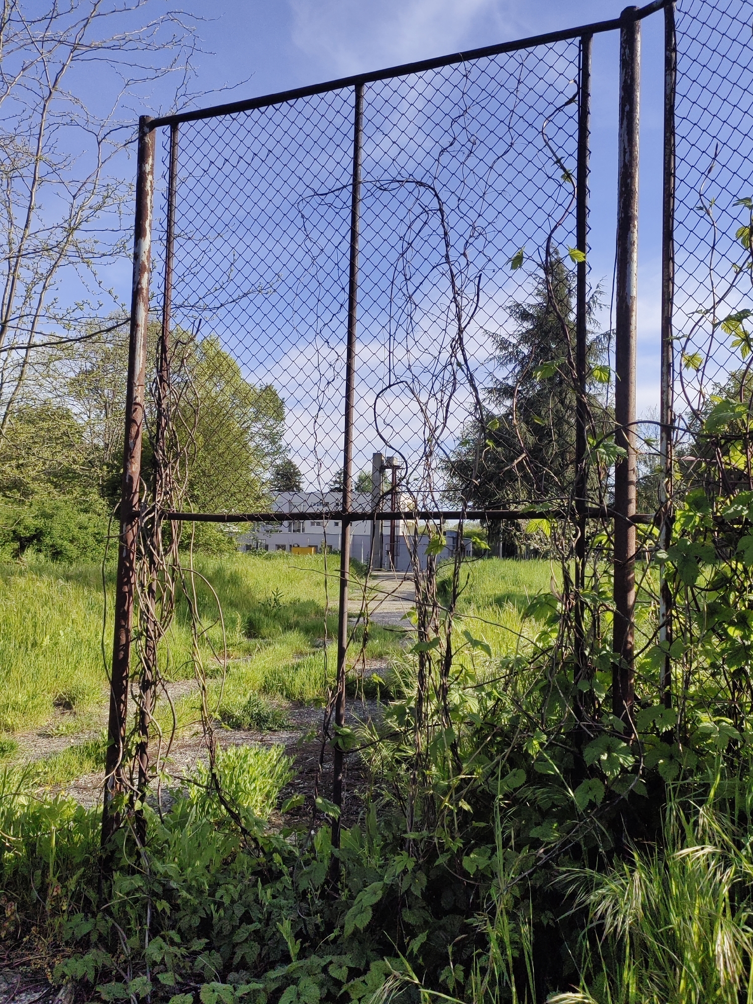 The image depicts an overgrown, rusty metal fence in an outdoor, grassy area. The fence is constructed of vertical metal posts connected by a horizontal bar and chain-link mesh. Vines and vegetation are heavily intertwined with the fence, obscuring sections of it. The background reveals a grassy field leading towards a building or structure in the distance. Based on the query parameters, the location of the image is in the city of Dobrich, Bulgaria.