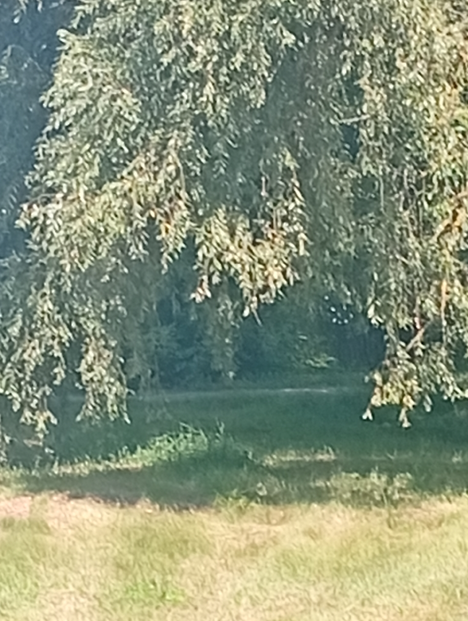 This is a photograph of a wooded area with a path or clearing visible in the background. The foreground consists of grass, and the image is dominated by the foliage of trees, some of which are hanging low, creating a canopy effect. There are no people or specific objects that would indicate a location within the city of Khomutets, Ukraine. The scene appears to be a natural outdoor environment.