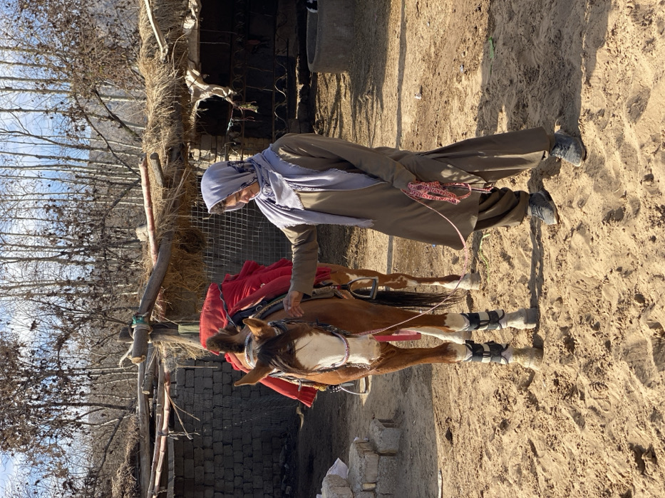The scene, set in Kandahar, Afghanistan, depicts a female individual standing next to a bay horse. The female, positioned right of center, wears an olive-brown shalwar kameez, a light blue-grey patterned hijab, and dark sneakers. Her right hand rests on the horse's back, while her left holds a red and white patterned lead rope. The horse, facing left, exhibits a white blaze on its face and white markings on its lower legs. It is outfitted with a white bridle featuring pink/red decorative elements, a Western-style saddle, a bright red saddle pad, and black/white protective boots on its front hooves. The ground consists of light brown sand. The background includes a partial concrete block wall to the left and a rudimentary shelter with wooden supports and a thatched roof to the right, partially enclosed by wire mesh. Bare deciduous trees are visible in the distant background under a blue sky. A concrete or clay pot and a small dark animal are also present in the right background.