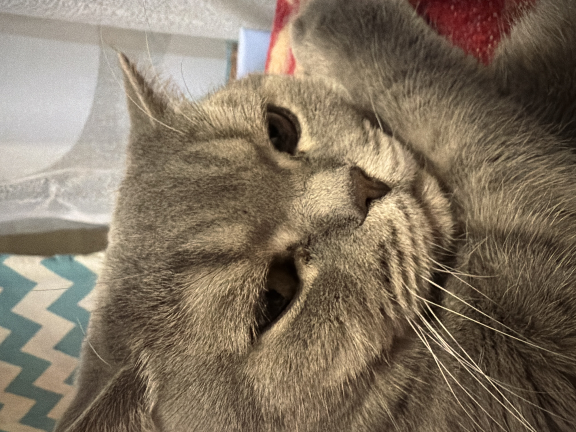 A close-up, indoor shot shows a grey cat lying down. The cat is positioned with its head tilted, featuring its face and part of its body. The fur of the cat is dense and appears well-maintained. The cat has dark eyes, a small nose, and long white whiskers. The background includes a white curtain, a blue and white zig-zag patterned cushion, and a glimpse of a red blanket or fabric. The location in the city of Perm, Russia is not evident from the image.