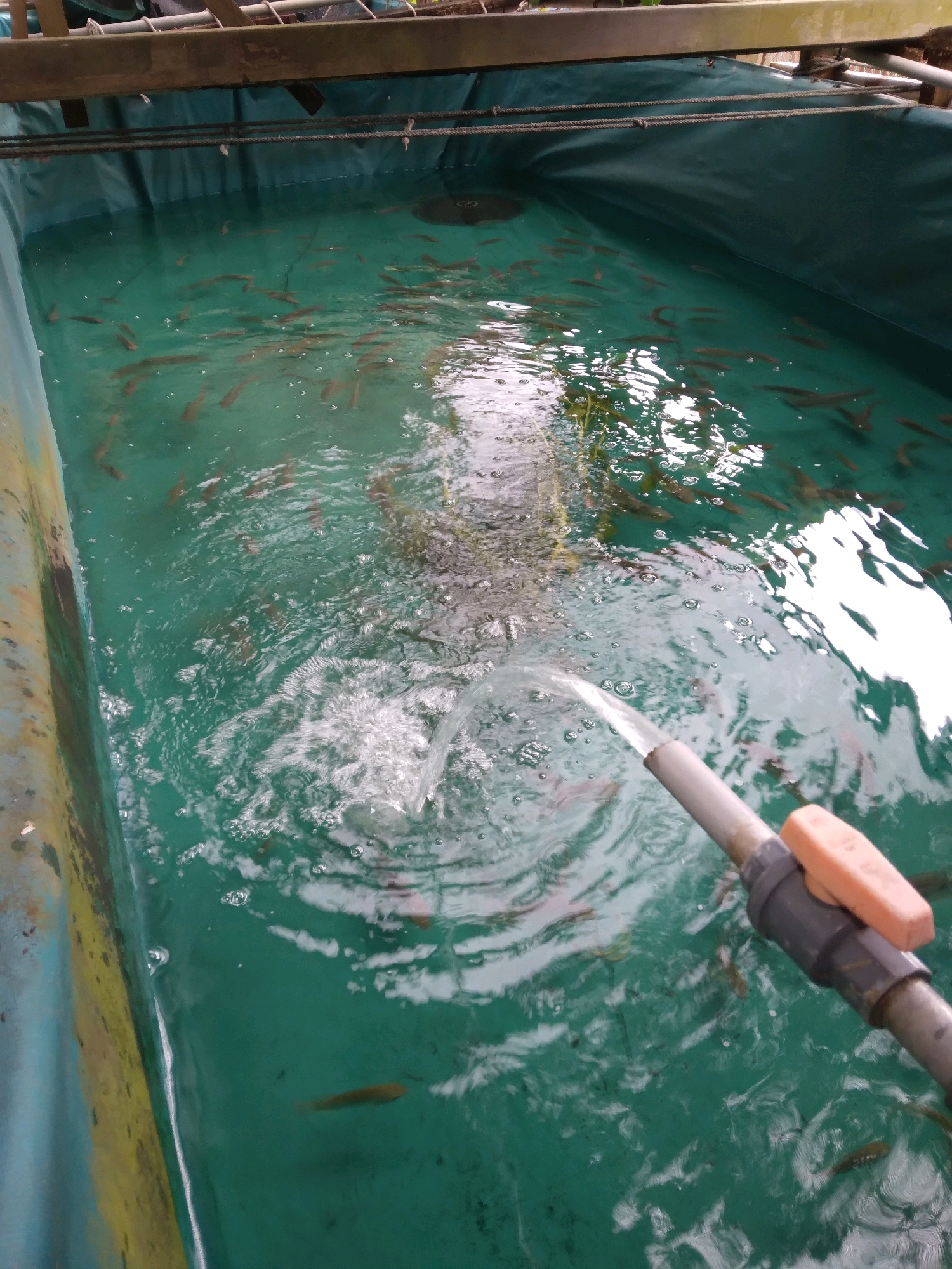 In Batam, Indonesia, a clear, greenish-blue fishpond teems with numerous small, dark-colored fish. The pond, constructed with a dark tarp liner, is being filled with water from a grey pipe with an orange handle valve, causing ripples and bubbles on the surface. The pond is enclosed by a wooden structure visible at the top of the frame, suggesting an aquaculture or fish farming operation.