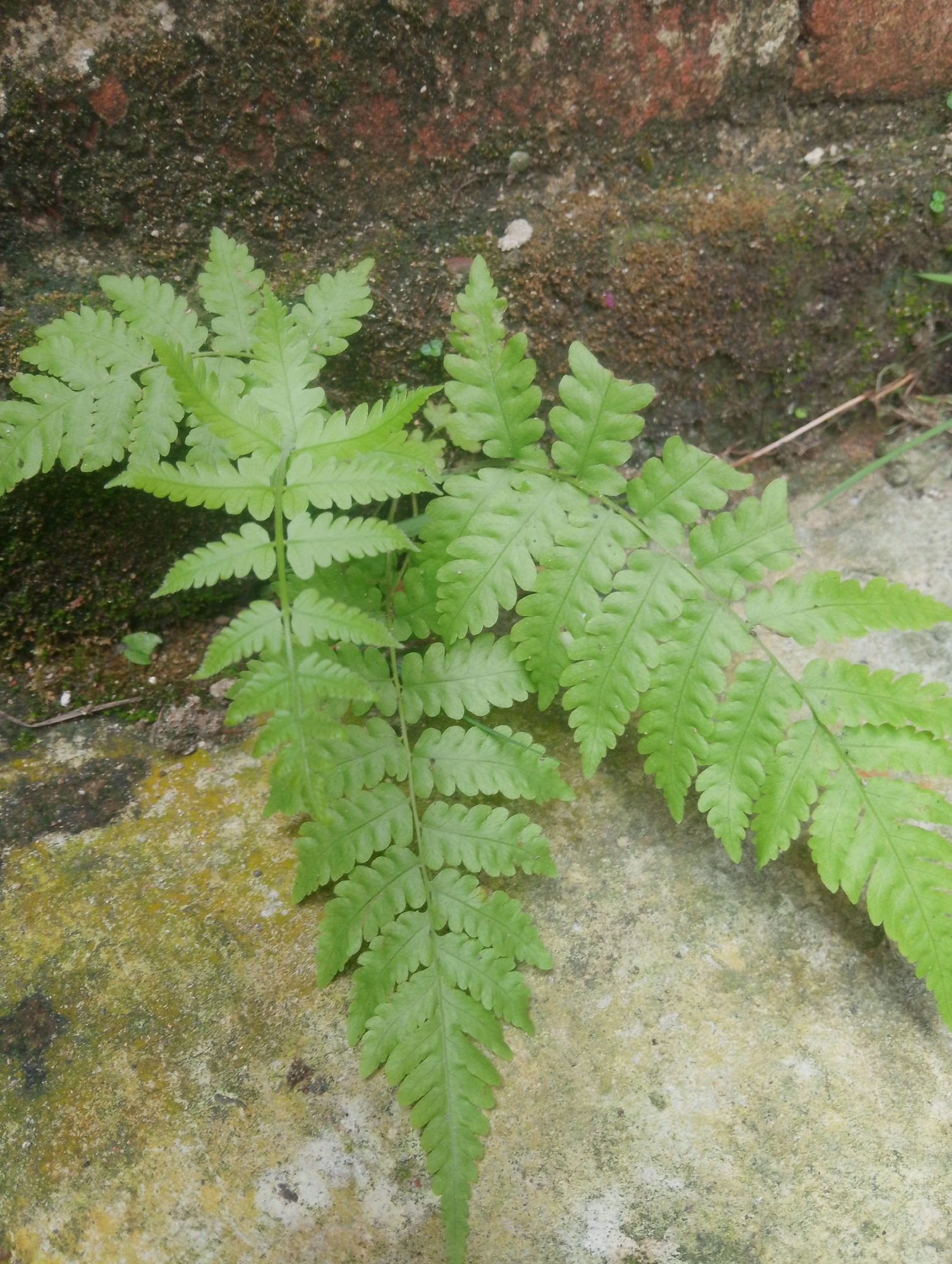 In Mesjidbluek, Indonesia, a close-up shot focuses on vibrant green fern fronds against a textured background. The fronds, characteristic of a fern's intricate structure, are composed of numerous small leaflets arranged along a central stem. One frond is prominent, extending from the lower left to the upper right of the frame, its delicate serrated edges clearly visible. Another frond is positioned above and to the left of the main one, overlapping slightly. The background consists of a rough, reddish-brown brick wall, partially covered in dark green moss and lichen, suggesting an outdoor environment, possibly a garden or an old structure. Beneath the ferns, a weathered stone or concrete surface is visible, also showing patches of discoloration and a slightly mottled texture, hinting at its age and exposure to the elements. The lighting appears natural, casting subtle shadows and highlighting the lushness of the plant life.