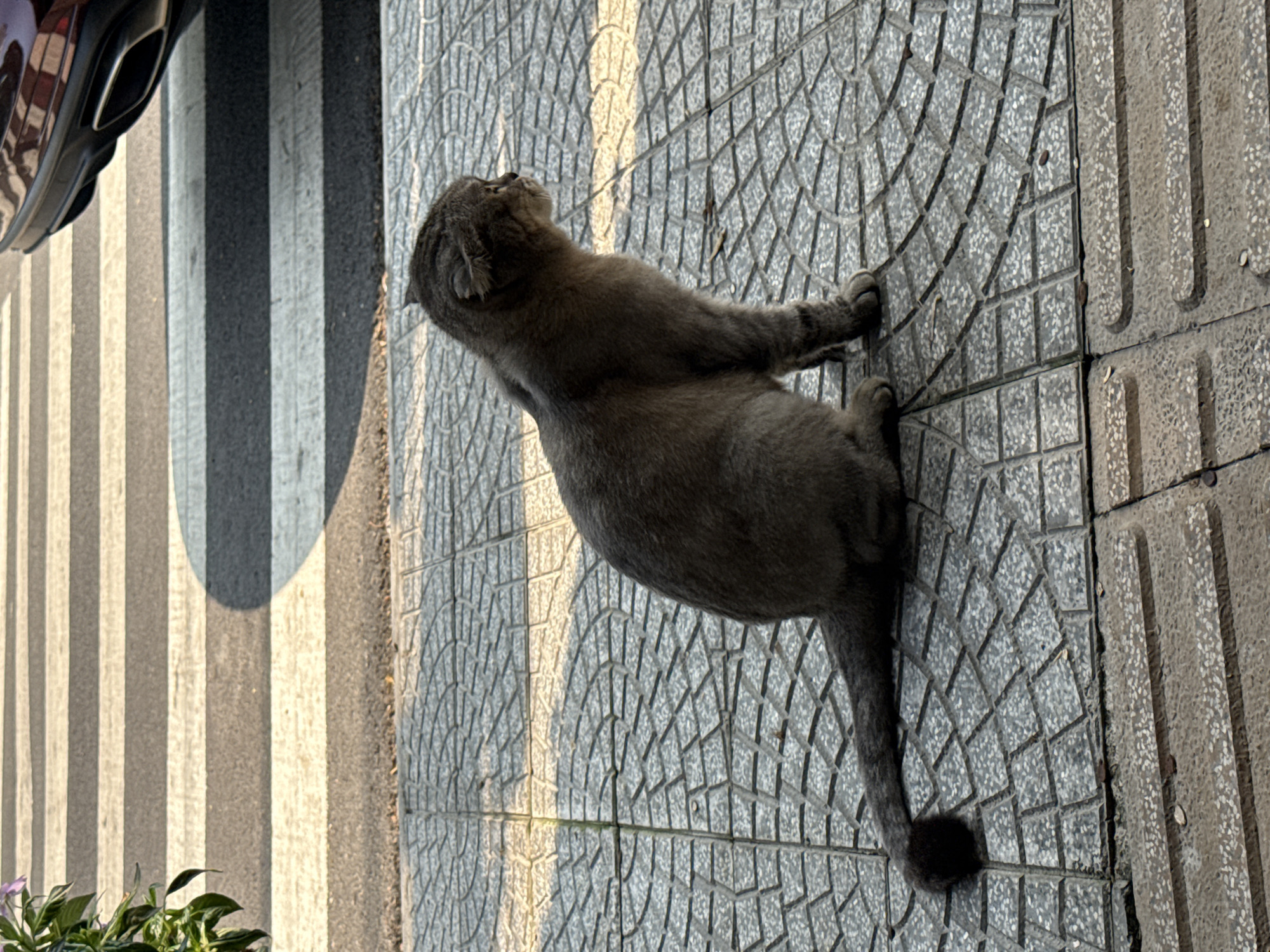 A grey Scottish Fold cat is lying on a patterned sidewalk next to a tactile paving edge. A crosswalk with a car partially visible is to the left. The scene is likely in an urban area of Đà Nẵng, Vietnam.