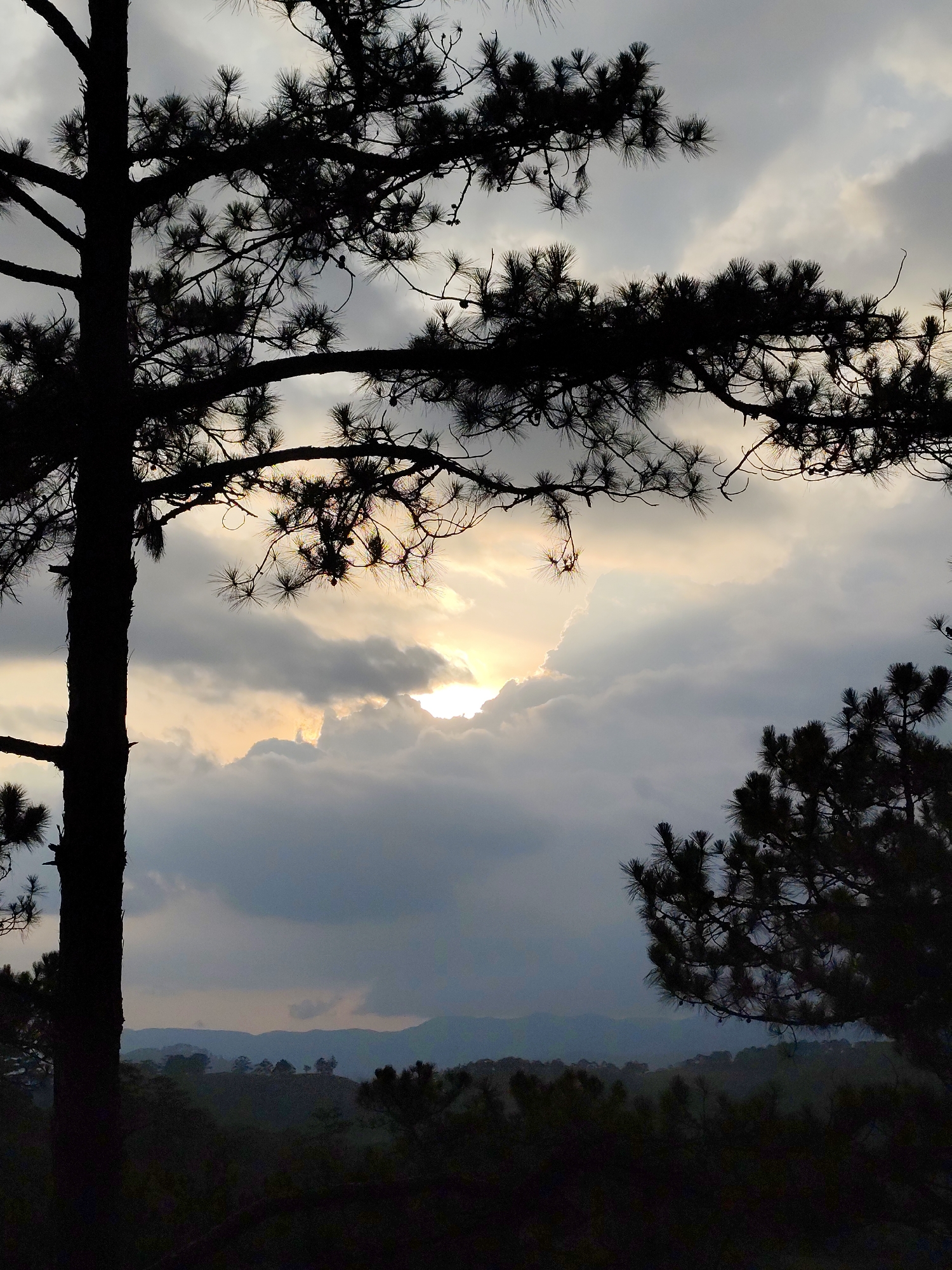 This media file captures a serene natural landscape, likely at either sunrise or sunset. The dominant subjects are several pine trees, rendered in stark silhouette against a cloudy sky. A large, dark tree trunk and its branches frame the left side of the image, extending upwards and across the top. Other pine branches, equally silhouetted with their characteristic needle-like foliage, are visible on the right and bottom right of the frame, hinting at a dense forest.
The activity taking place is the natural progression of day into night or night into day, with the sun's light piercing through the cloud cover. The light source, presumably the sun, is partially obscured by dense clouds in the mid-left portion of the sky, casting a warm, golden glow on the cloud edges and creating a dramatic contrast with the darker clouds and foreground elements.
Notable details include the time of day, strongly indicated by the low sun and the backlighting effect, suggesting either early morning or late evening. The weather is overcast but broken, allowing the sun's rays to create a beautiful skyscape. In the distant background, a range of rolling hills or mountains is visible, also in silhouette, contributing to the layered depth of the scene. The overall color palette is dominated by dark grays, blues, and blacks in the landscape and foreground, contrasted with the brighter, warmer tones of the clouds around the sun. The setting is clearly an outdoor, natural environment, consistent with the Lạc Dương, Vietnam, location context. There are no people, objects, or visible text in the image.