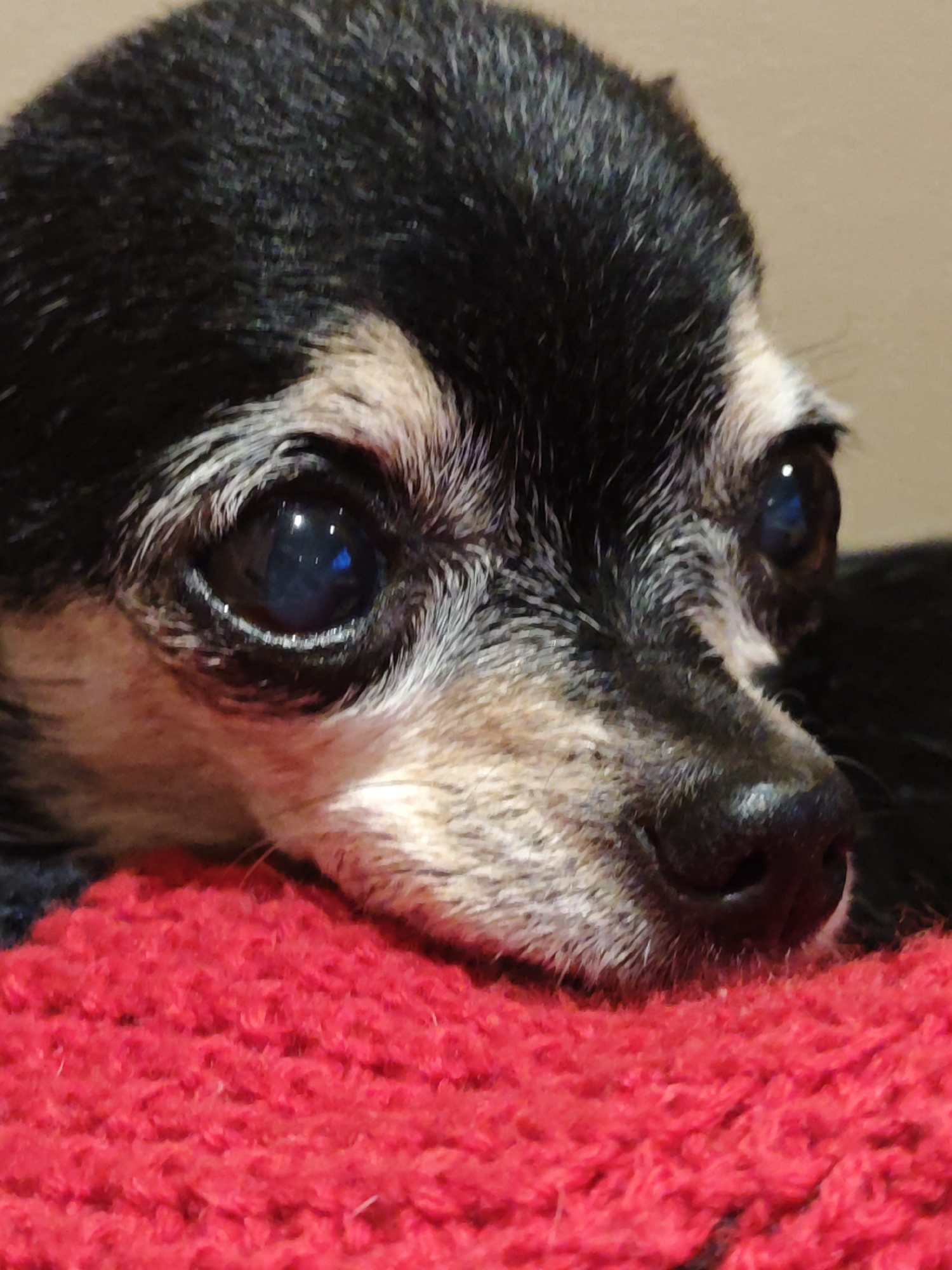 This is a close-up, eye-level, indoor photograph of a small dog. The dog's head is in the foreground, resting on a bright red, textured surface, likely a blanket or rug. The dog has black fur on its head and back, with tan and white markings around its eyes and muzzle. Its eyes are large, dark, and reflect light. The dog's nose is dark and moist. The background is a plain, light brown wall. There is no discernible location in the city of Shcherbinka, Russia, visible in this image. The image focuses solely on the dog and its immediate surroundings.