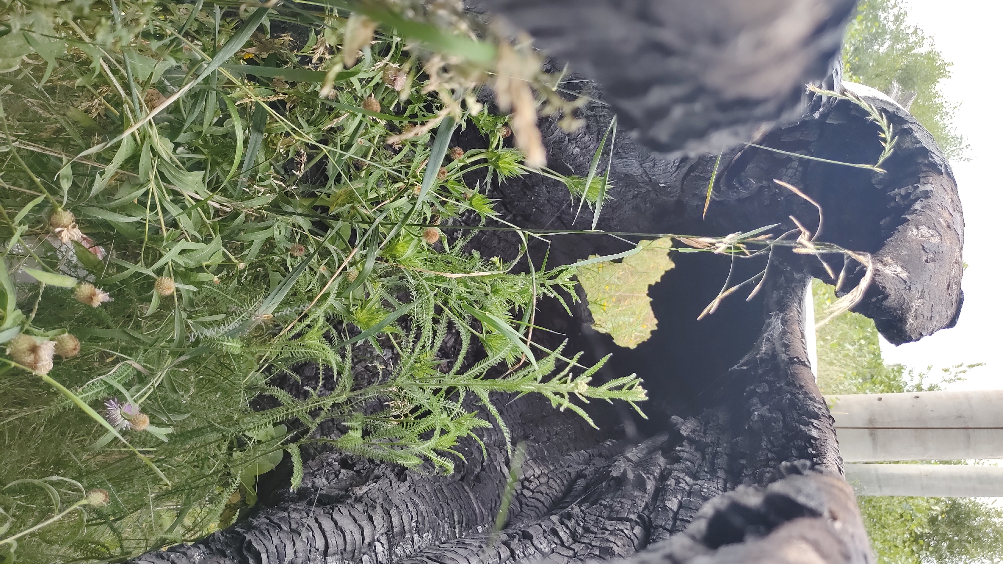 The image depicts a close-up view of a burnt-out tree trunk in Mikhaylovka, Russia. The interior of the trunk is hollow and dark, with charred wood and a rough, textured surface. Green grass and various plants, including some with spiky seed heads and delicate purple flowers, grow in front of and around the trunk, suggesting regrowth in a post-fire environment. A single, light-colored leaf is visible within the hollow of the trunk. In the background, two cylindrical concrete structures, possibly utility poles or columns, are present, along with greenery and a bright sky. The overall scene conveys a sense of nature's resilience, with new life emerging from the remnants of destruction. There are no people or animals visible in the image.