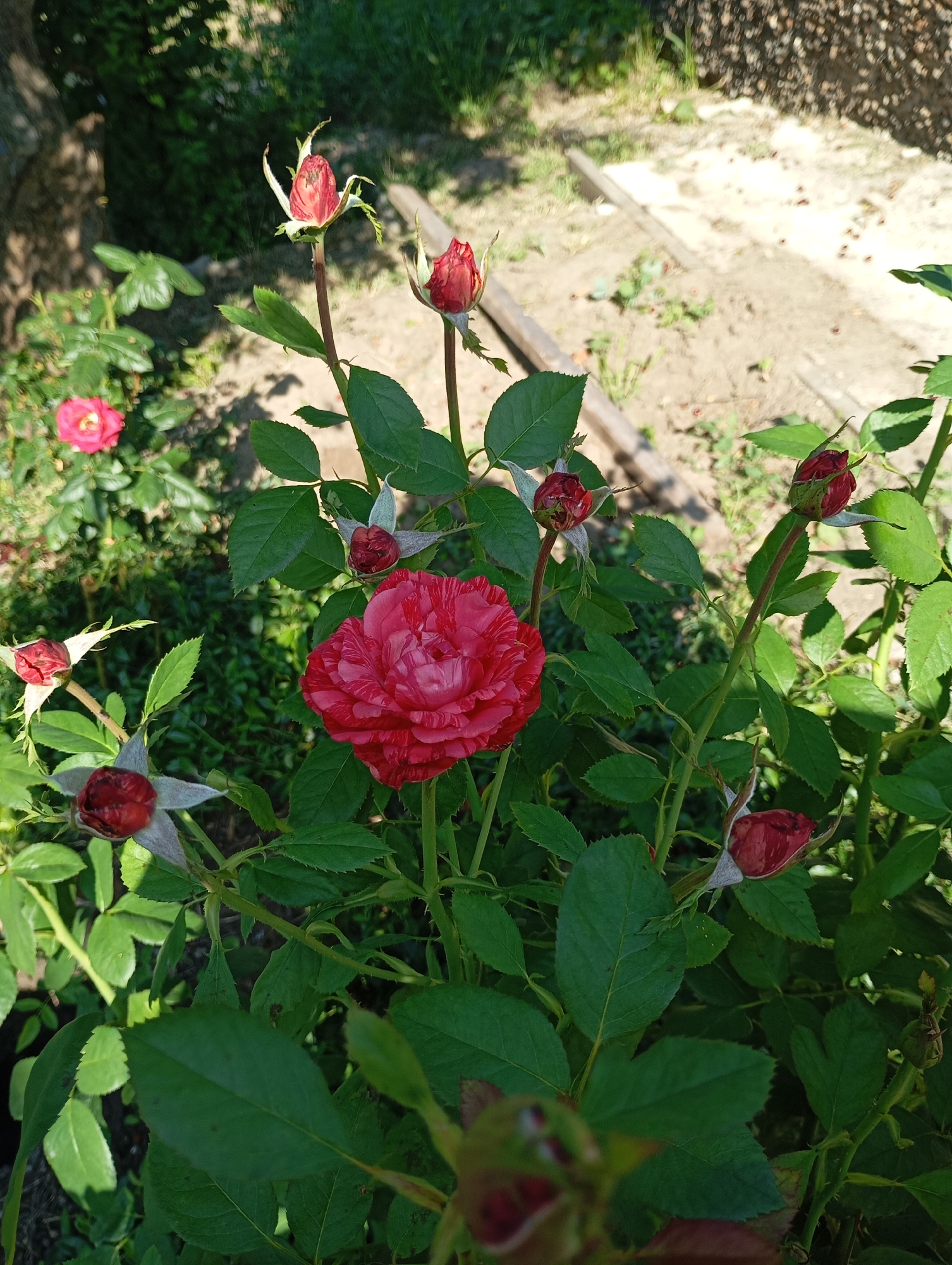 The image depicts a close-up view of a rose bush with several red and pink roses and buds. The foreground is dominated by lush green rose leaves and stems. One fully bloomed rose, with a striped pattern of red and pink, is prominently featured in the center-right of the image. Several rose buds, some with their sepals partially open, are visible throughout the bush. In the background, out of focus, is a garden setting with sandy soil, some wooden planks, and greenery. The overall impression is that of a garden in bloom, likely in a residential area. There are no people or animals visible in the image. The scene is consistent with a garden in Karagash, Moldova, given the natural setting and typical garden plants.