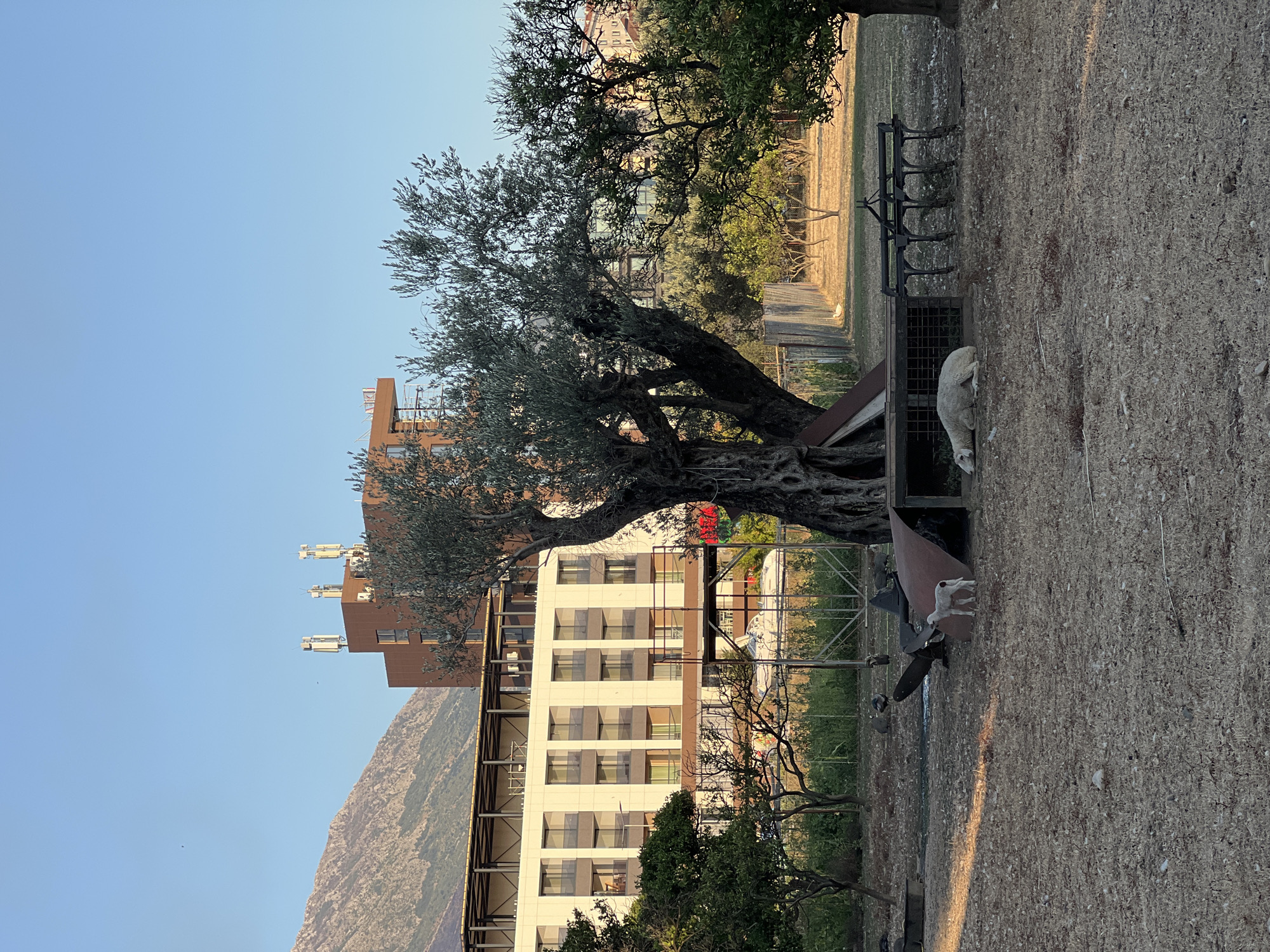 The image depicts an outdoor scene in the city of Bar, Montenegro, under a clear blue sky. In the foreground, a dry, brown, and patchy ground is visible. Scattered across the ground are various objects, including what appears to be agricultural equipment like a plow or harrow, and parts of rusted metal. A mature olive tree with a thick, gnarled trunk dominates the midground, its branches extending towards the right side of the frame. To the left of the olive tree, a modern building with a light-colored facade and multiple balconies is prominent. This building has a darker brown structure on top with visible cellular antennas. Behind the buildings, a large, sloping mountain range covered in vegetation rises. In the immediate vicinity of the olive tree, a white sheep is lying down, appearing to be resting, and a small, white lamb stands nearby. Other trees and vegetation are present throughout the scene, creating a rural or semi-rural atmosphere despite the presence of the modern buildings and infrastructure.