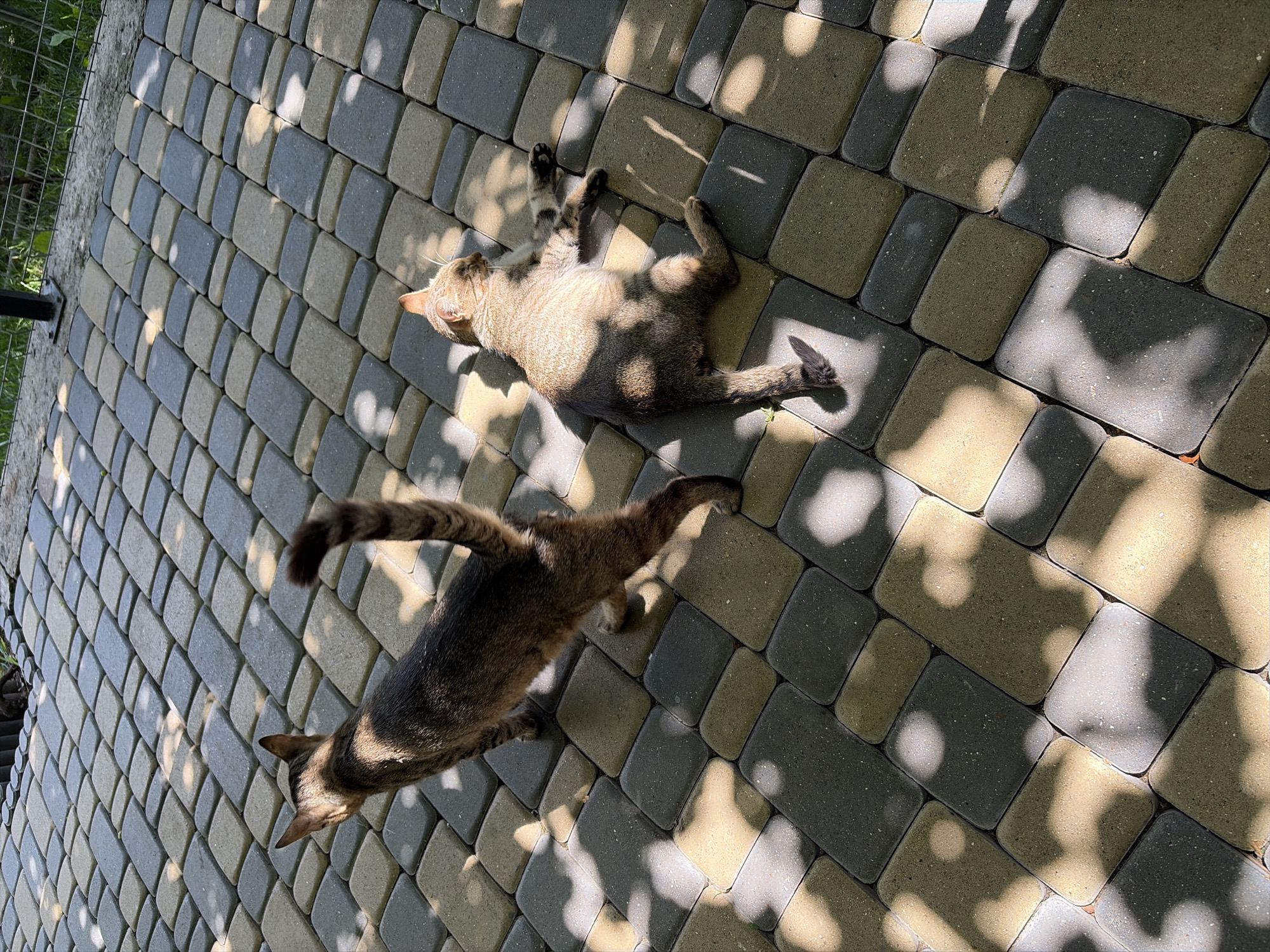 Two domestic cats are on a paved outdoor area with interlocking bricks. One cat, a tabby with brown and black markings, is walking from left to right, its tail raised. The second cat, lighter in color with tabby markings, is lying on its side, basking in the sun. Shadows from nearby foliage are cast across the ground. The scene appears to be in a yard or a patio area, with a fence and vegetation visible in the background. The location is identified as Oxentea, Moldova.