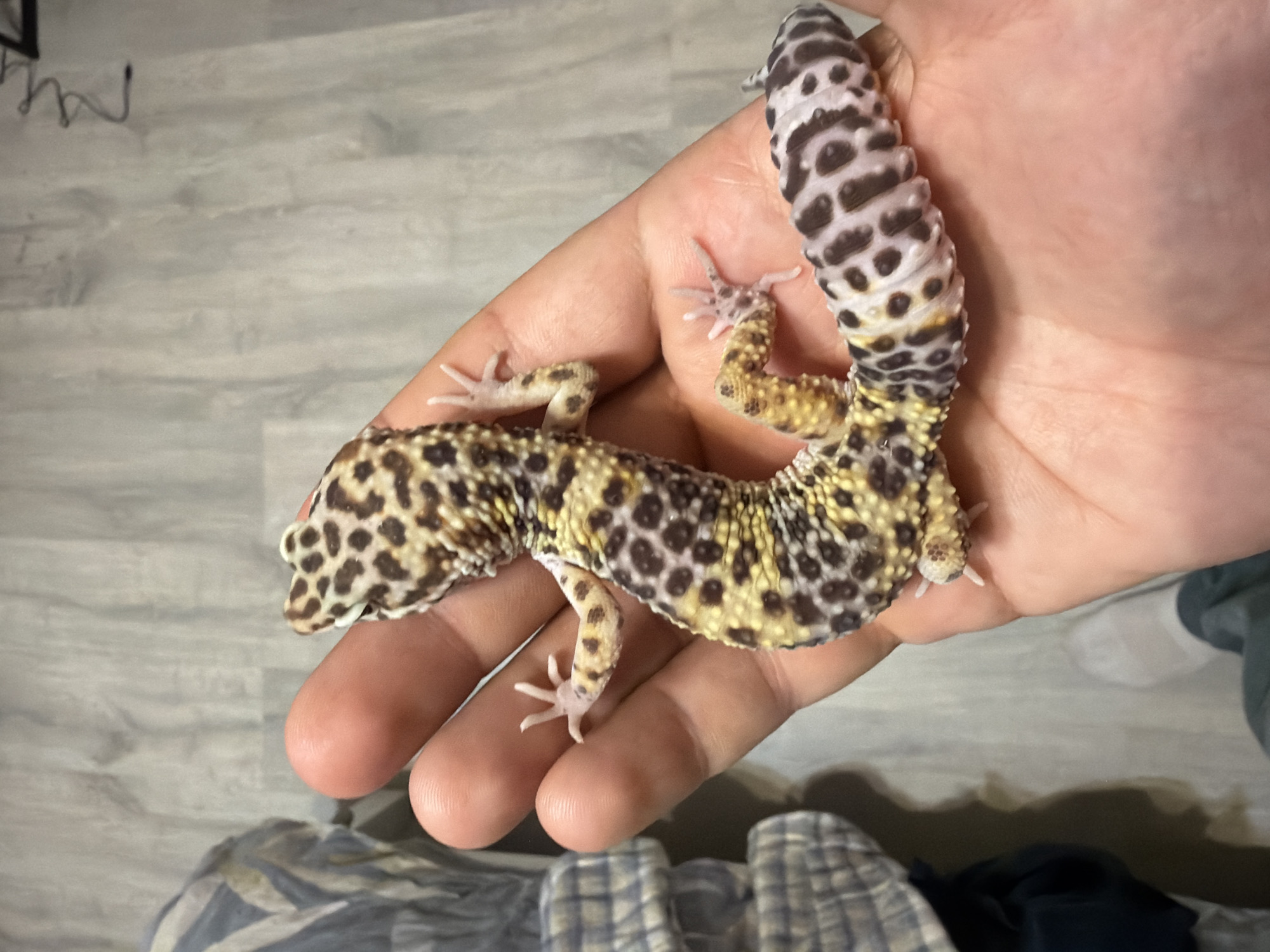 A person is holding a leopard gecko in their hand. The gecko has a yellow and brown spotted pattern on its body and a white and brown spotted pattern on its tail. The background is a light-colored floor and a glimpse of patterned fabric. The location in the city of Izhevsk, Russia is not identifiable from the image.