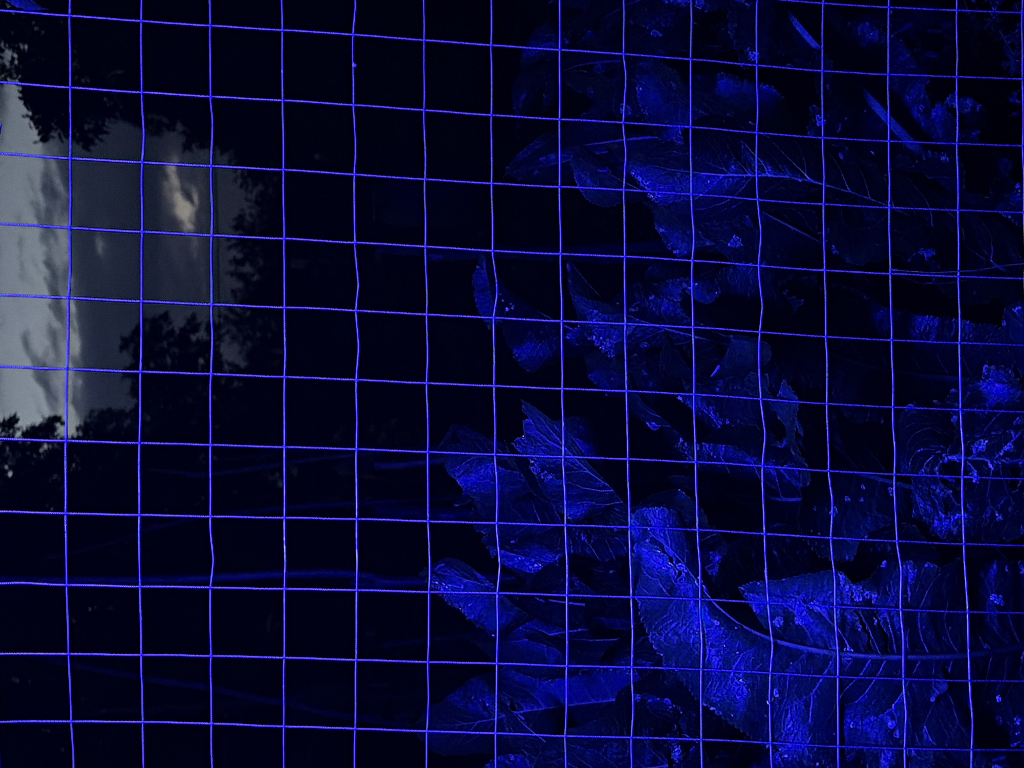 The image displays a close-up view of a wire mesh fence, illuminated with a vibrant blue light. Through the mesh, two distinct scenes are visible. On the left, a cloudy sky with subtle hints of light breaking through suggests either twilight or a break in the weather. Silhouetted trees are faintly discernible against this backdrop. On the right, the fence is positioned in front of dark foliage, possibly leaves and branches, which are also saturated in the same blue light. The intense blue lighting creates a stark, almost artificial atmosphere, obscuring finer details of the natural elements. The overall impression is one of a stylized or night-time scene, with the fence acting as a prominent foreground element that divides and frames the two glimpses of the outside world. There is no visible text in the image. The setting appears to be outdoors, possibly a yard or a park, given the presence of trees and foliage. The time of day is ambiguous due to the artificial lighting, but the cloudy sky suggests it is not broad daylight.