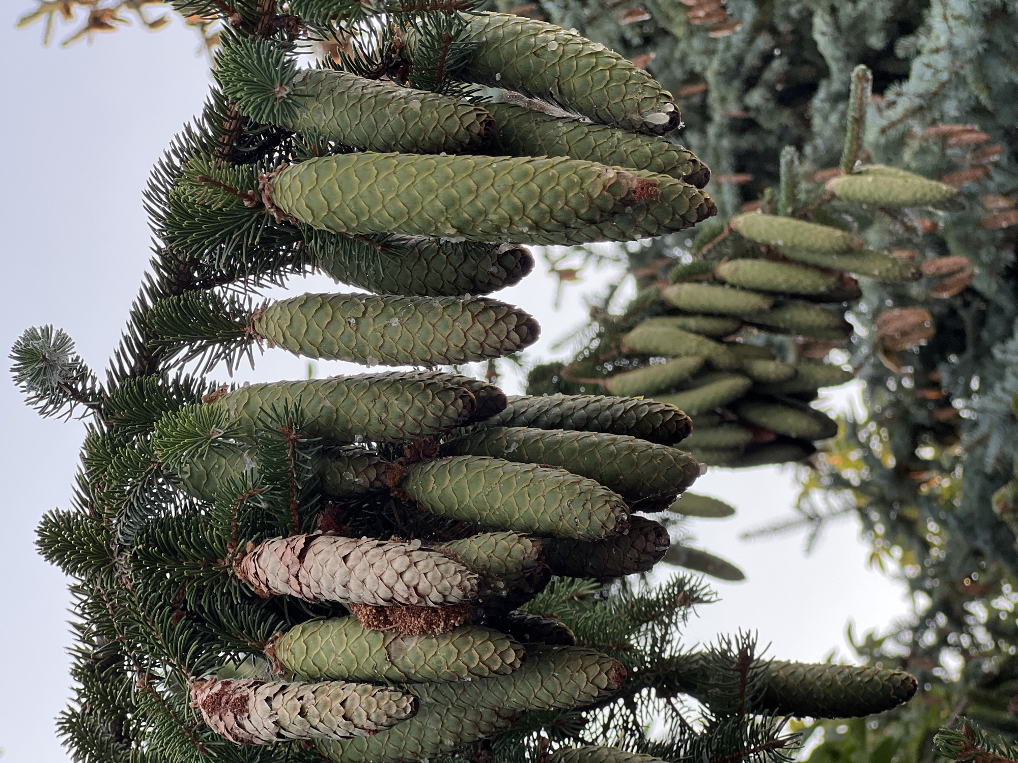 A cluster of green spruce cones hangs from a spruce branch in Fontanka, Ukraine. The cones are elongated and covered in scales. Some of the cones have a reddish-brown color, indicating they may be older or drying. The background is blurred, showing more spruce branches and a pale sky. There are no people or animals visible in the image. The overall impression is one of nature in a natural setting.
