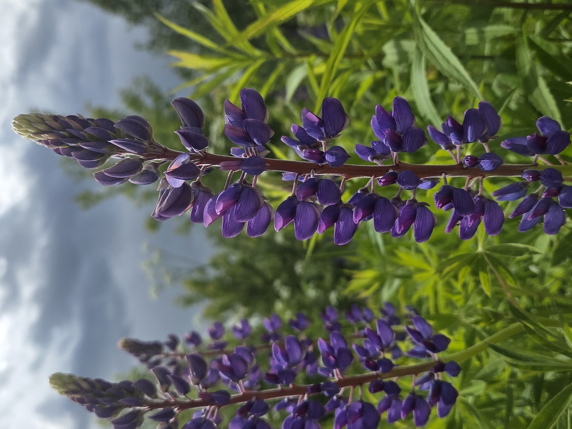 The image features two stems of purple lupine flowers in bloom, positioned horizontally across the frame. The blossoms are densely packed along the stems, with unopened buds at the tips. The background consists of a mix of green foliage and a cloudy sky. The location is Unknown, Unknown.