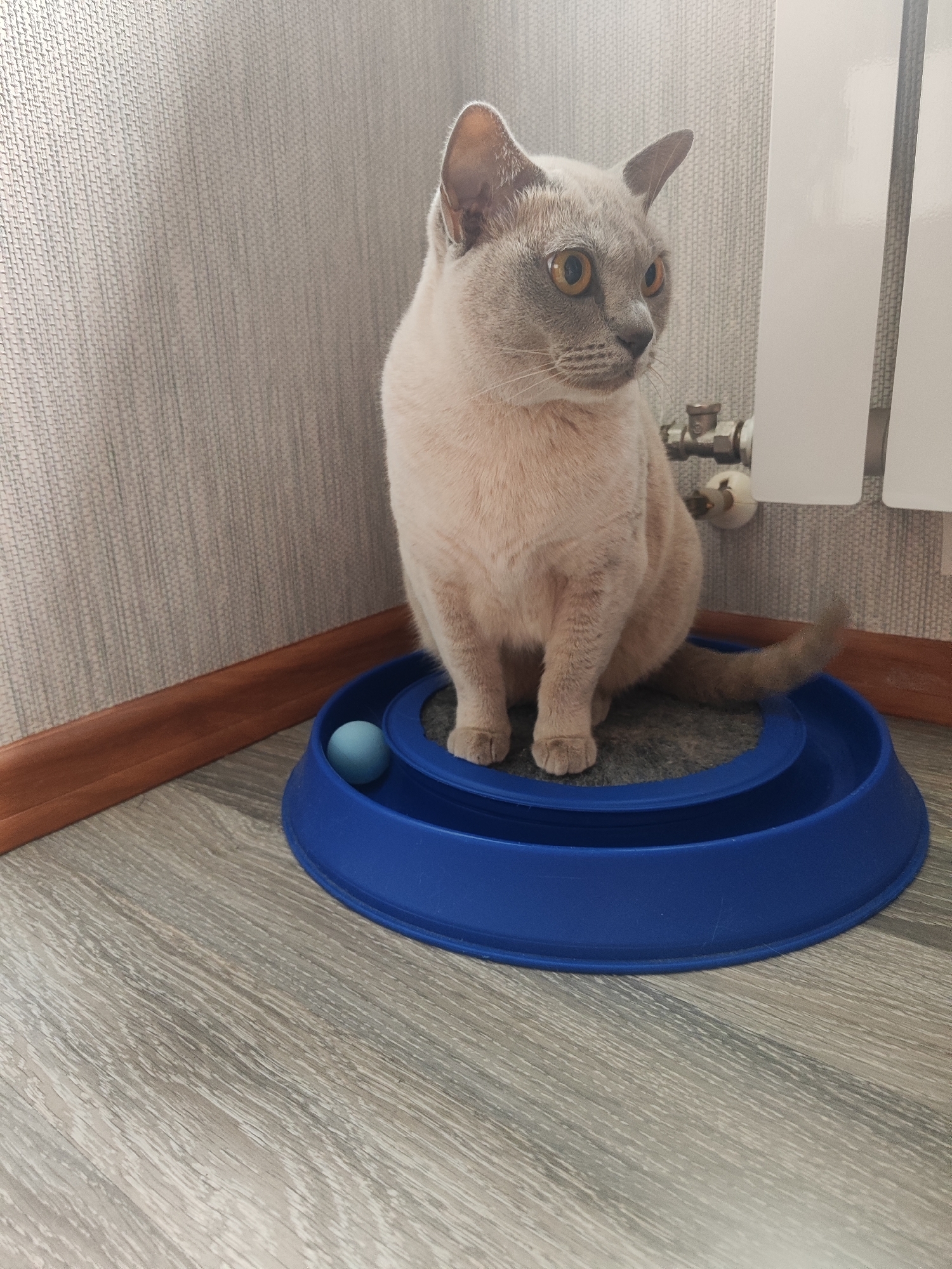 A light-colored cat with yellow eyes sits in a blue, circular cat toy with a blue ball inside. The cat is facing to the right and is looking slightly upwards. The cat is on a wooden floor next to a white radiator and a patterned wall. This scene appears to be in a home environment, possibly an apartment, in Gvardeysk, Russia.