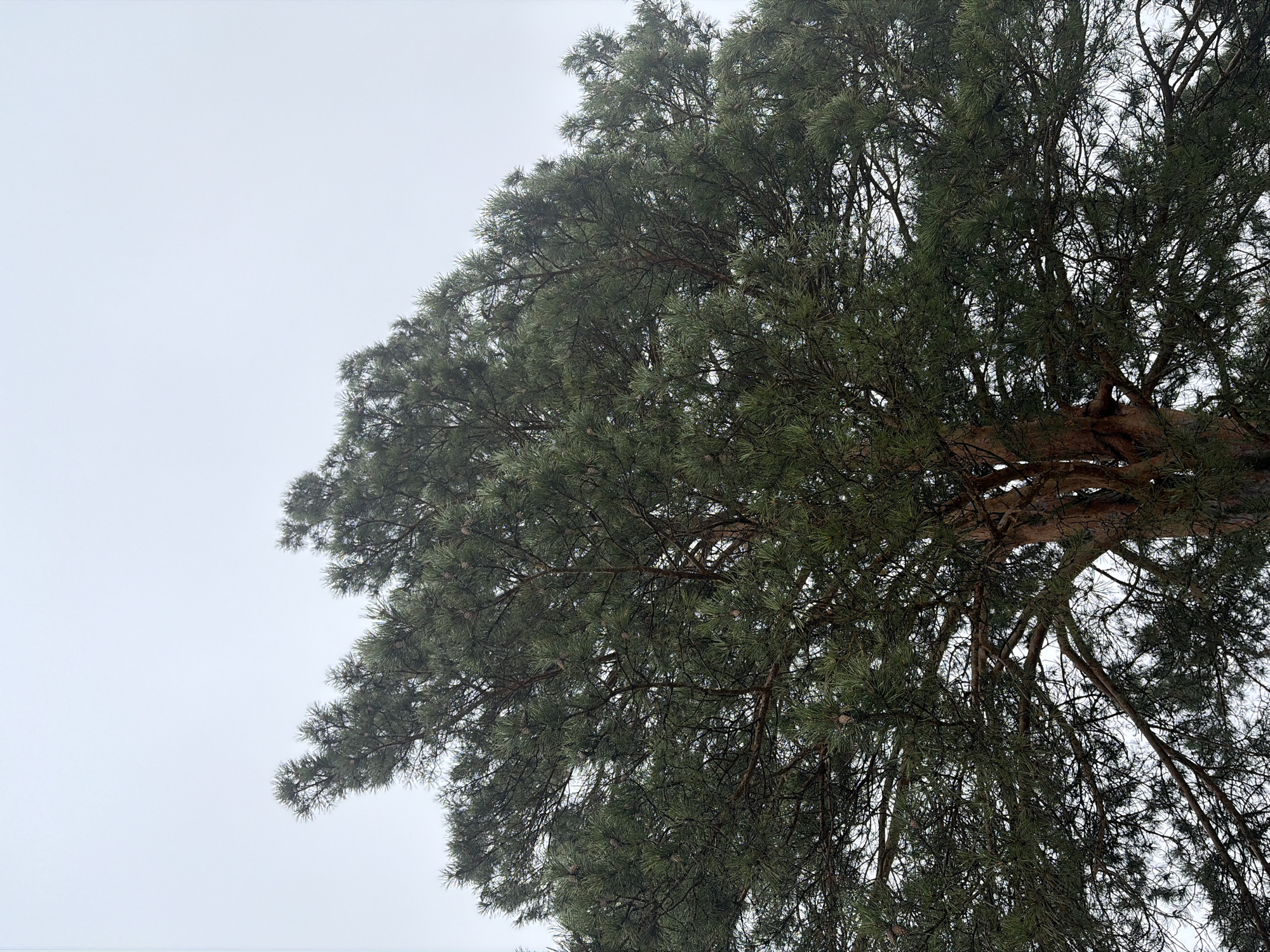 The image shows the crown of a large pine tree in Ольховка, Russia, taken from a low angle. The branches, covered in green needles, extend outwards and upwards against an overcast sky. The trunk is visible near the center of the image, with smaller branches extending downwards. The scene appears to be outdoors, possibly in a park or wooded area within the city. The general atmospheric conditions suggest a cloudy day.