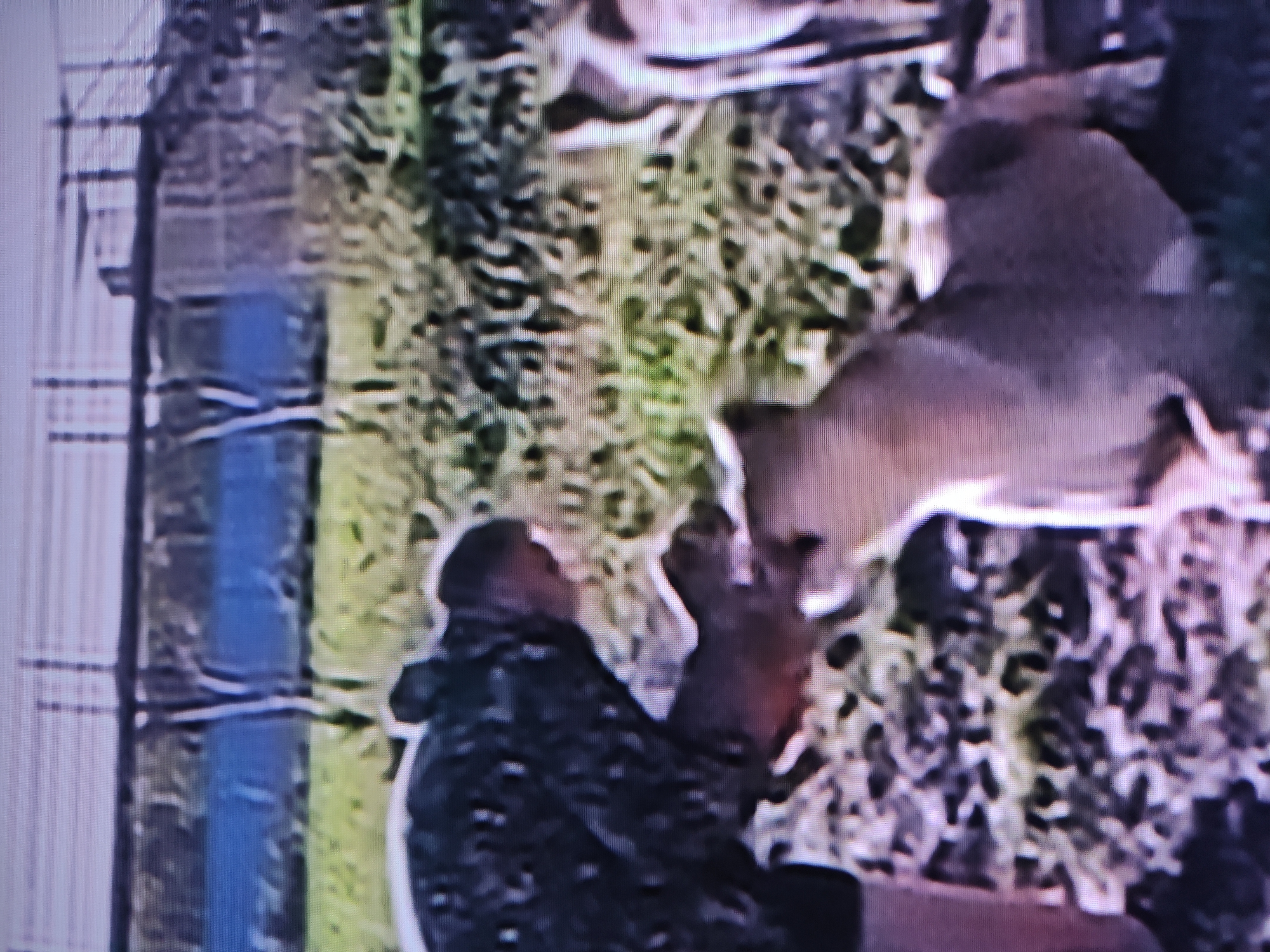 A person in dark clothing stands outside a fenced area, possibly interacting with an animal within the enclosure. The setting appears to be outdoors, with foliage visible. The location is presumed to be in Pavlodar, Kazakhstan.