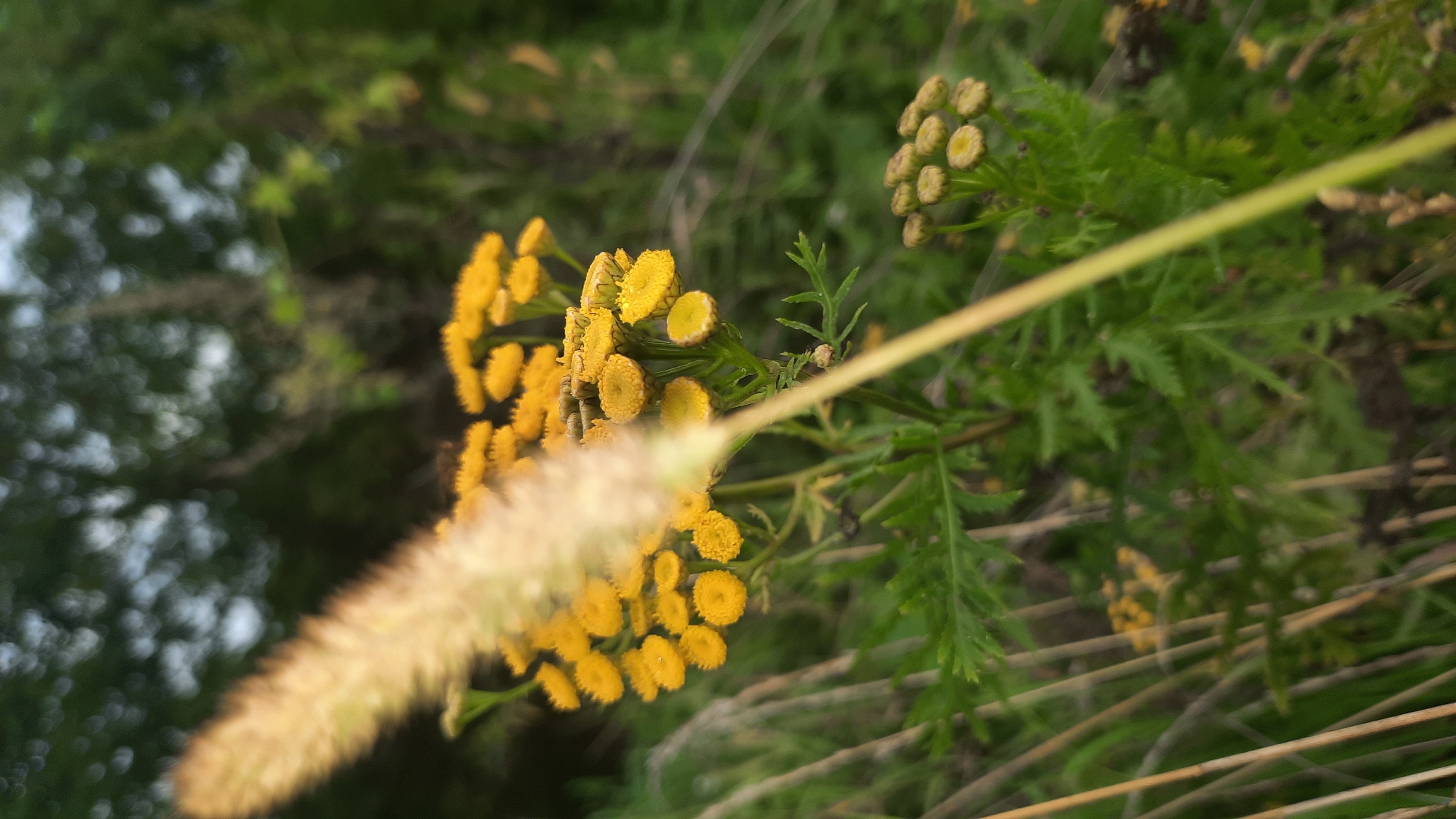 The image shows a close-up of a cluster of small, yellow flowers, possibly tansy, with a feathery, light-brown grass stalk in the foreground, partially obscuring the flowers. The background is blurred, with dark green foliage and hints of light. The scene appears to be outdoors, in a natural setting. There are no people or identifiable man-made structures visible. The image was taken in the city of Shklov, Belarus.