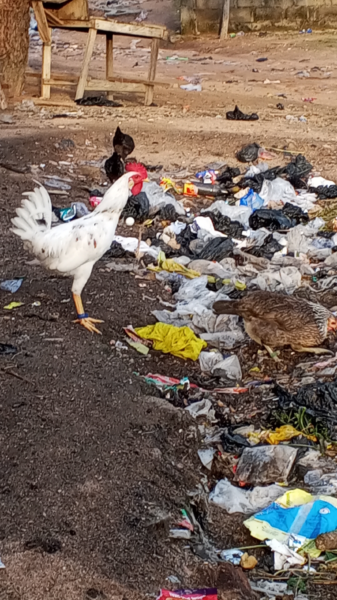 A group of chickens are foraging in a garbage dump in Jalingo, Nigeria. The scene is dominated by piles of black plastic garbage bags, with some yellow and white plastic sheeting also visible. A white rooster with red comb is in the foreground on the left, facing right. Behind it, a smaller black chicken is partially visible. On the right, a brown hen is facing left, with its back to the viewer. In the background, a simple wooden structure, possibly a bench or table, stands on a dirt ground. The overall environment appears unkempt and littered with debris.