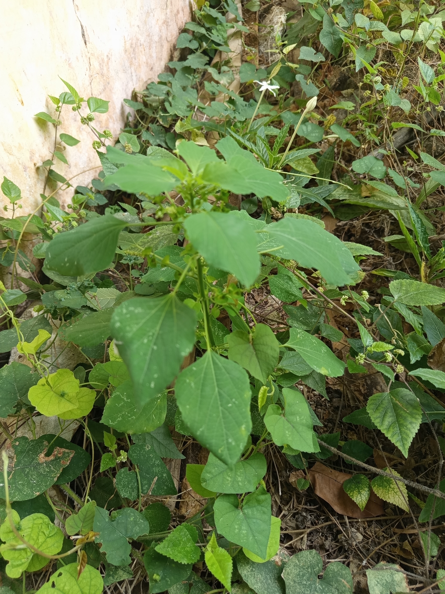 A medium shot captured from a low angle depicts a tangle of green foliage growing against a cream-colored concrete wall in the city of Pajagalan, Indonesia. The foreground is dominated by the lush leaves of a plant with heart-shaped leaves. In the mid-ground, a taller plant with broader, serrated leaves stands out, with a single white flower blooming at its apex and a closed bud on a slender stem. Scattered amongst the greenery are small clusters of undeveloped seed pods and several dry, brown leaves on the ground. The concrete wall, visible in the upper left quadrant, shows cracks and imperfections, with tendrils of ivy climbing its surface. The overall impression is one of abundant, unchecked plant growth in an urban setting.