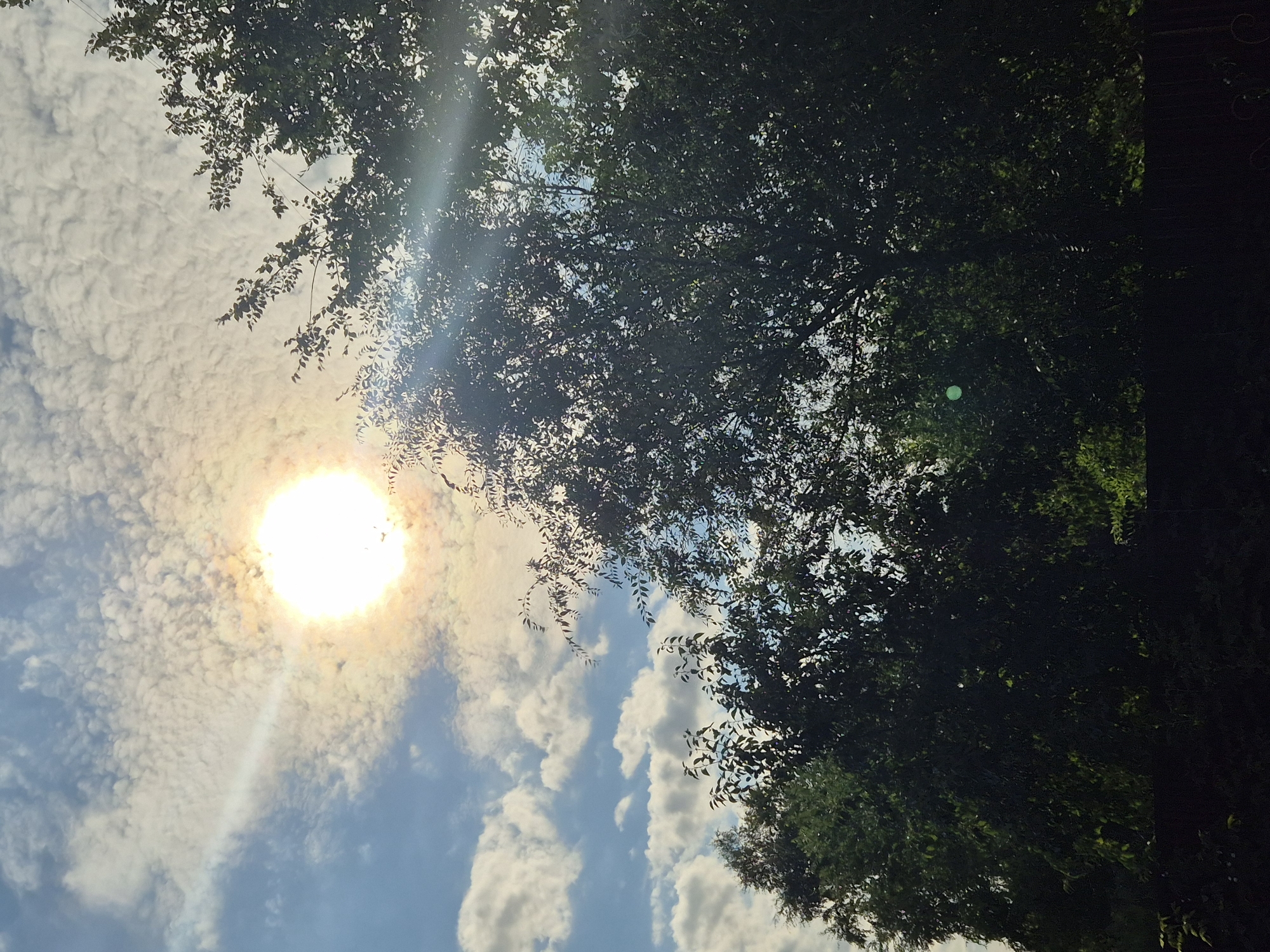 The image depicts a sunlit sky with scattered clouds and silhouetted trees in the foreground. The sun is bright and positioned in the upper left quadrant, casting rays through the clouds. The trees are dark green and dense, obscuring much of the ground. The sky transitions from a pale blue to a brighter, almost white hue near the sun. There are no people or specific objects clearly visible that would indicate a precise location within Kokshetau, Kazakhstan, but the scene suggests an outdoor, possibly a park or residential area with mature trees.