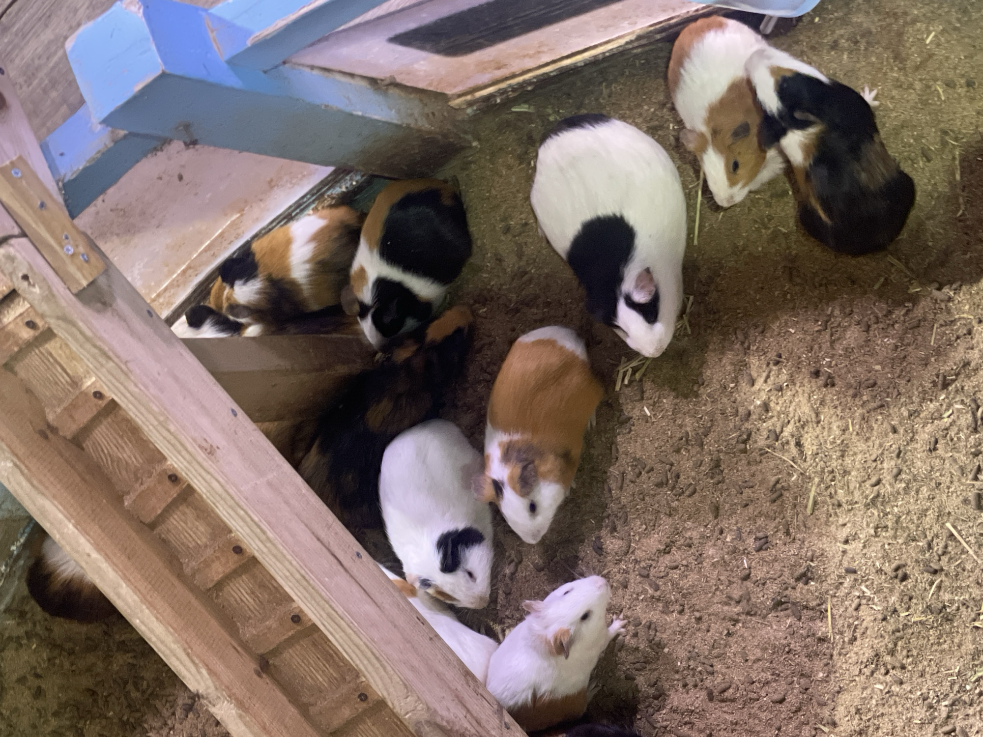 The image shows a group of guinea pigs in an enclosure. There are approximately nine guinea pigs of various colors, including white, black, brown, and a combination of these. They are situated on a dirt-like surface mixed with what appears to be straw or hay. A wooden structure with blue paint is visible in the background and along the left side, possibly part of the enclosure. The scene takes place indoors under artificial lighting. The Tianhe District, China location is not visible in this image.