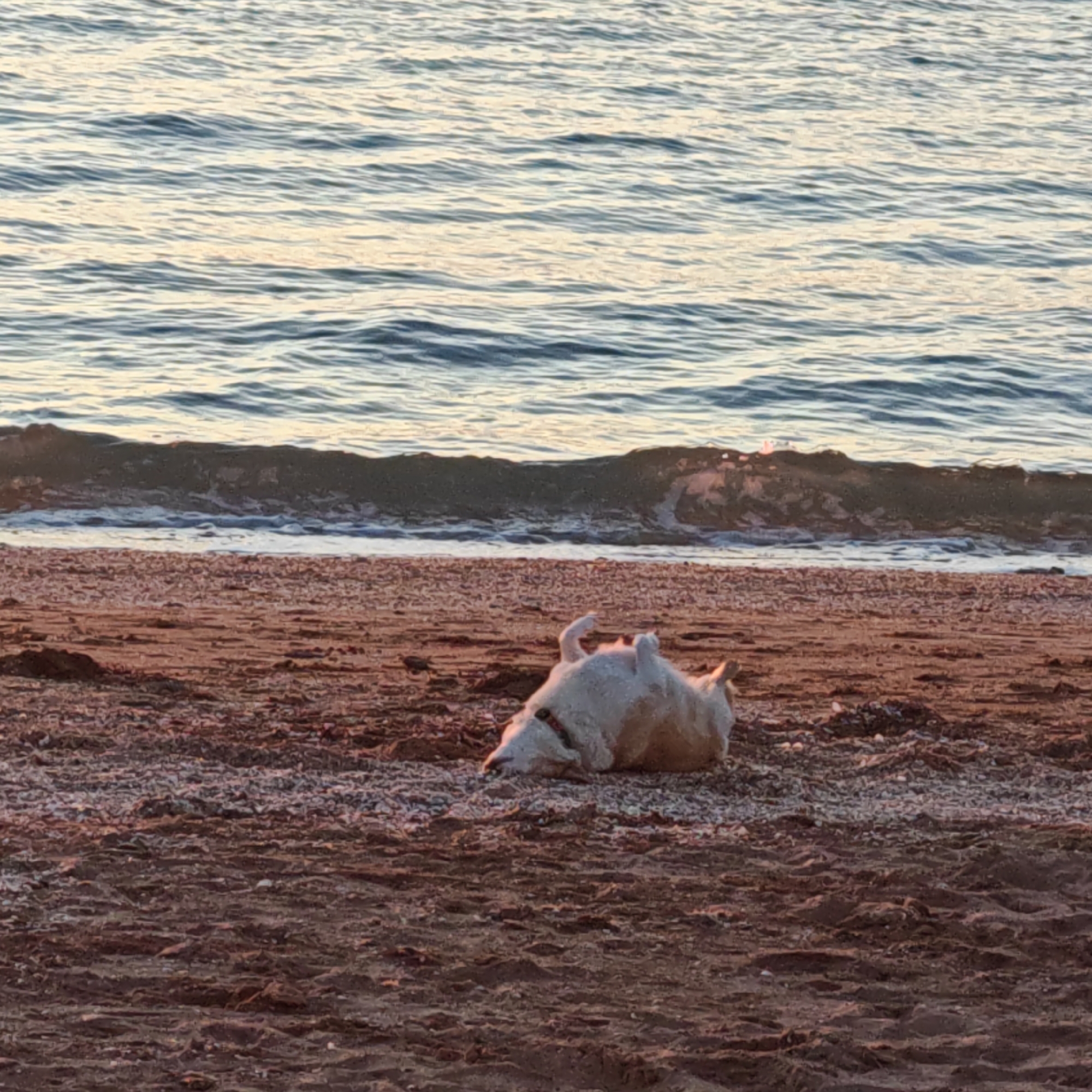 A light-colored dog is pictured lying on its back with its belly exposed, seemingly rolling or resting in the sand on a beach. The dog has a collar around its neck. The setting is a sandy beach with small pebbles or shells, transitioning into a body of water, likely a sea or ocean. Gentle waves are breaking on the shore, and the water surface shows ripples reflecting soft, warm light, indicating either sunrise or sunset. The sand has a reddish-brown hue under this lighting. The scene suggests a calm and pleasant environment. No discernible text is visible. The location context for this image is міське поселення Щелкино, Ukraine.