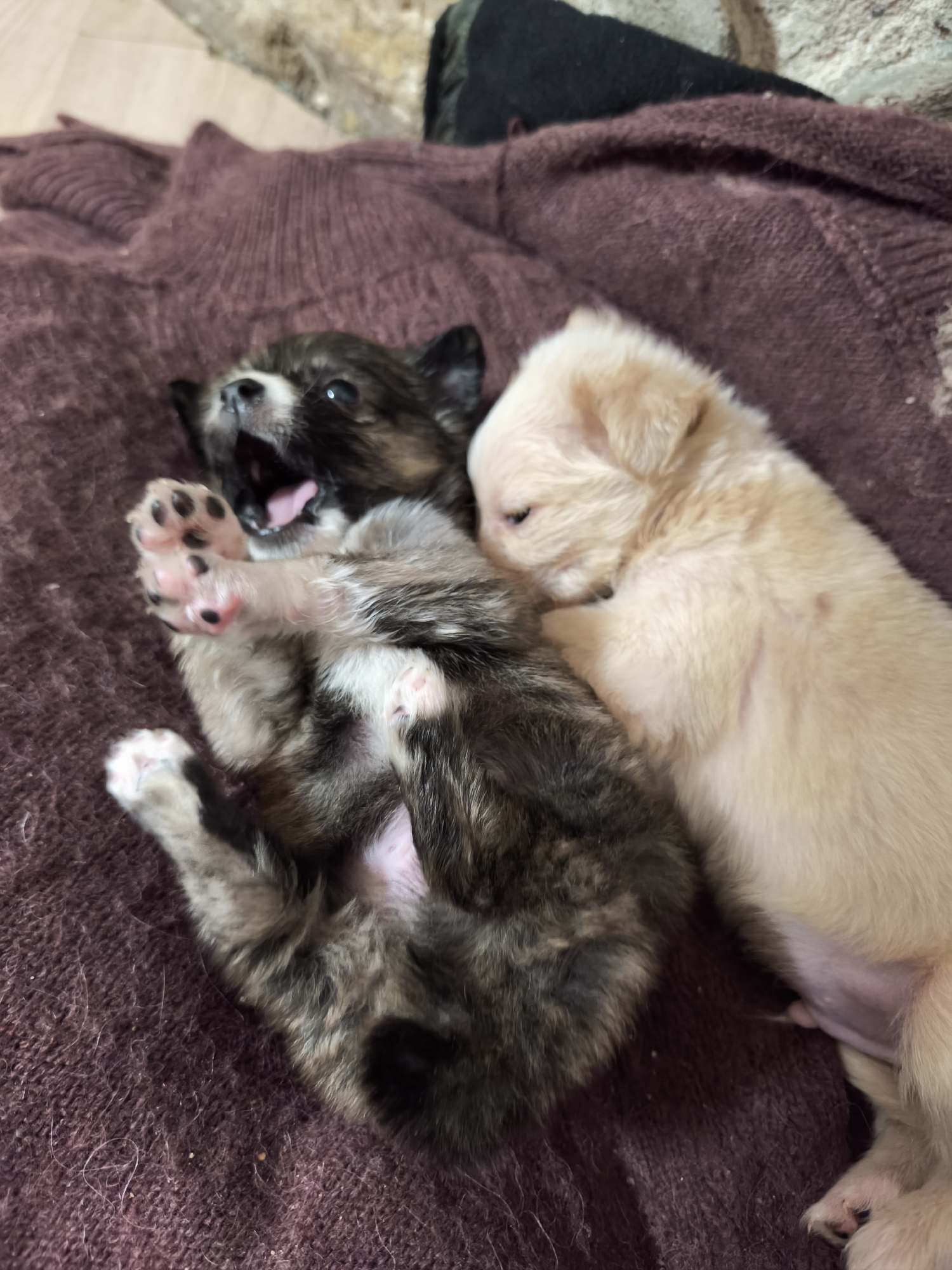 Two newborn puppies are lying on a brown knitted surface, possibly a sweater. One puppy is dark brown and gray with black spots, lying on its back with its mouth open and front paws raised, exposing pink paw pads with black spots. The other puppy is light tan, snuggled against the first one. The background is out of focus, but a bit of a textured beige surface and a dark object are visible. The location is unknown, but the prompt included Avren, Bulgaria. There is no evidence in the photograph to confirm or deny this location.