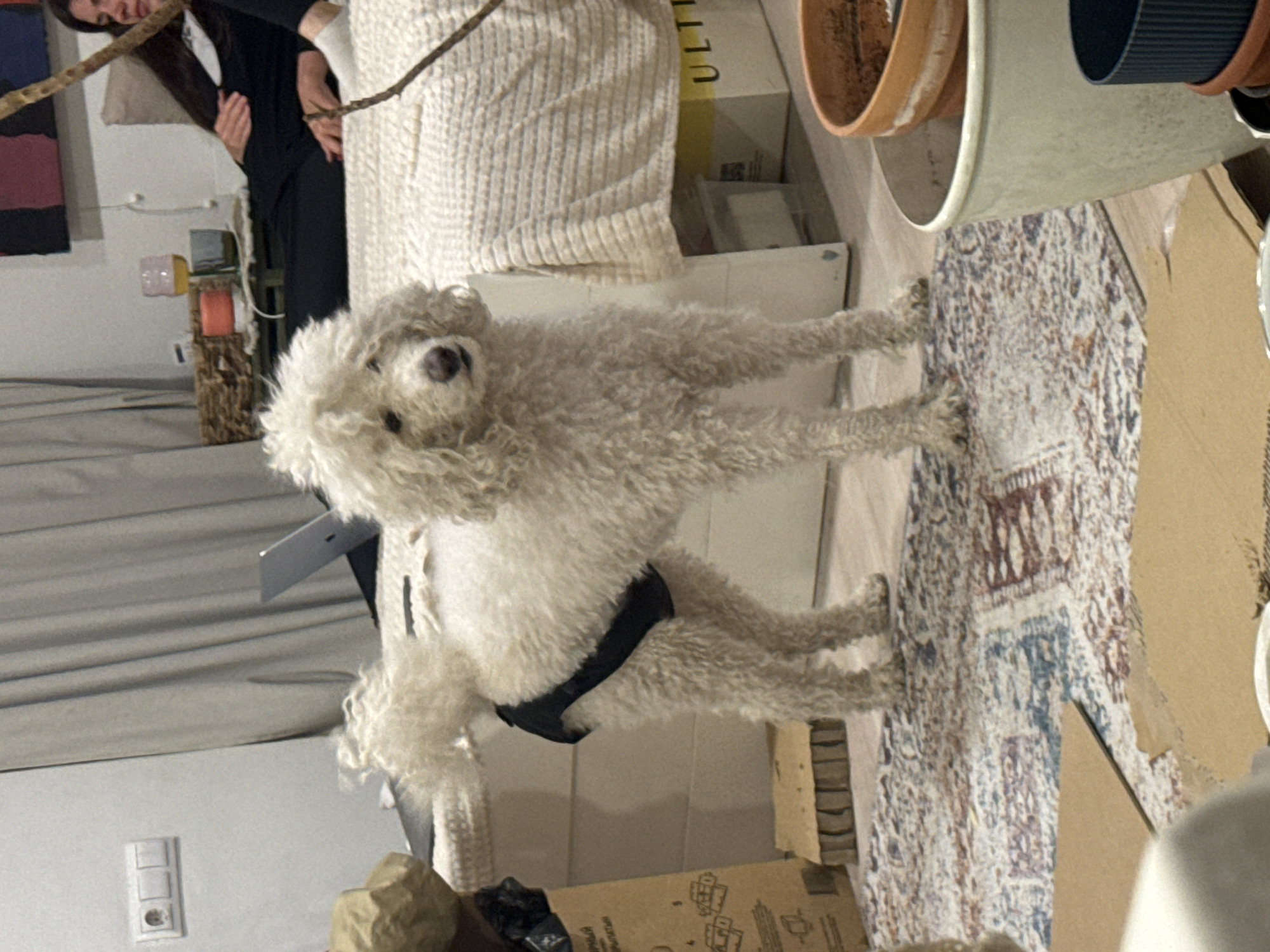 The image, rotated 90 degrees clockwise, captures an indoor scene featuring a white, fluffy dog, likely a Poodle or Poodle mix, standing on its hind legs in the foreground. The dog looks directly at the camera with an attentive expression and wears a black harness or diaper-like garment around its mid-section. It stands on a patterned rug featuring blue, white, and brown/red hues.
In the mid-ground, a person, likely a woman, is partially visible. She wears a dark long-sleeved top or dress, with her torso, arms, and part of her face showing. She appears to be standing or leaning, possibly holding or interacting with something off-camera.
The background shows various household items and decor. A light-colored, textured bedspread or blanket covers furniture. To the right, terracotta pots and other containers are stacked. Scattered cardboard boxes are visible, one featuring the partial English text "ULTI" and another showing partial Cyrillic text, including "БУМАЖНАЯ" (meaning "paper" or "cardboard") and numerals like "14" or "10". A small wooden stand with colorful decorative items, possibly candle holders, is situated near the person. The wall features a white electrical outlet and an abstract framed artwork with blocks of red, blue, and black. Light-colored curtains are visible on the left side of the frame. A wooden branch extends across the upper portion of the image. The setting appears to be a lived-in room, possibly in a home in Krasnoyarsk, Russia. The lighting suggests an indoor daytime or well-lit evening scene.