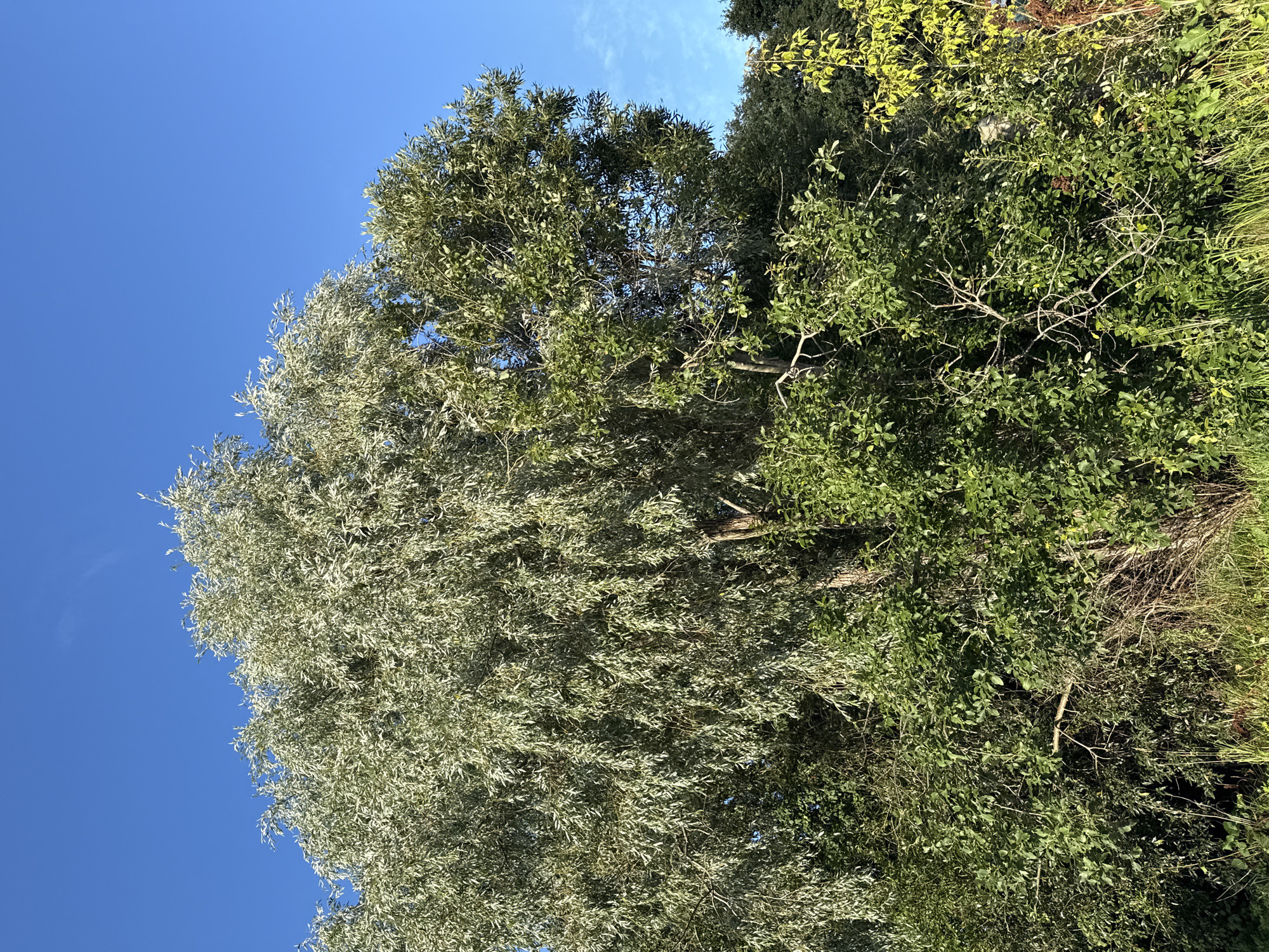 A bright, sunny day in Tallinn, Estonia, is depicted with a clear blue sky above a dense grouping of trees and shrubbery. The foliage is predominantly green, with some lighter, silvery leaves visible on the larger tree on the left, suggesting it may be a willow or a similar species. The lower portion of the image is filled with various shades of green vegetation, including tall grasses and smaller bushes. No people or animals are present in the frame. The scene appears to be an outdoor natural environment, possibly a park or a less manicured area within the city.
