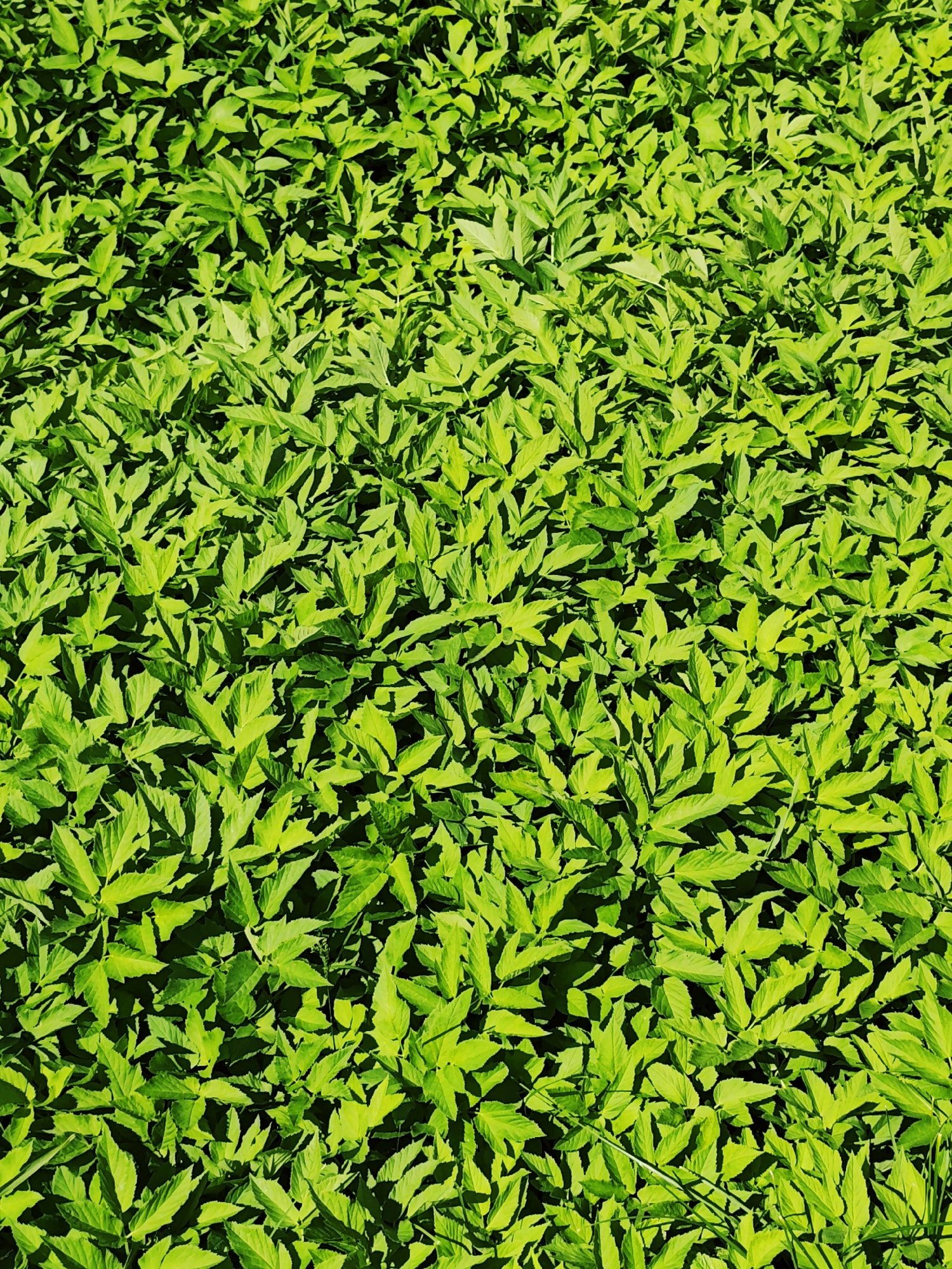 The image shows a dense patch of green foliage, likely a ground cover of small leafy plants. The leaves are bright green and densely packed, creating a textured surface with shadows and highlights that suggest sunlight filtering through. There are no identifiable people, subjects, or objects beyond the plants themselves. No actions or interactions are visible. Given the information provided, it can be inferred that the location is somewhere in Боровково, Russia, but there are no specific details to identify the exact spot.