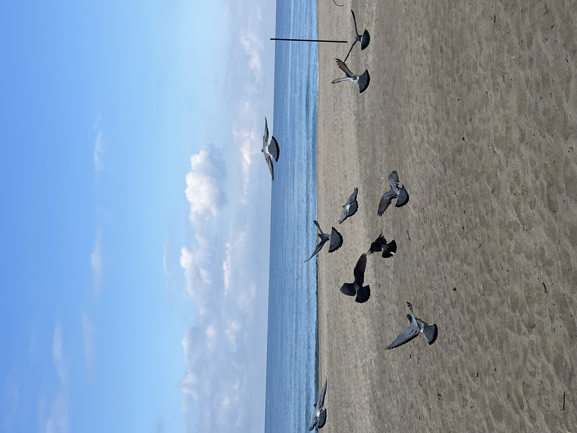 The scene is a beach in Alanya, Turkey. The image, turned to the right, shows a sandy beach bordering a body of water, most likely the sea. On the left, the sky is blue with some scattered clouds. A flock of birds, likely pigeons, is captured mid-flight above the beach. A dark, vertical pole is visible in the background. The sand has an uneven texture and appears to be dry. No people are visible in the image. The overall impression is of a tranquil, possibly urban, beach scene.