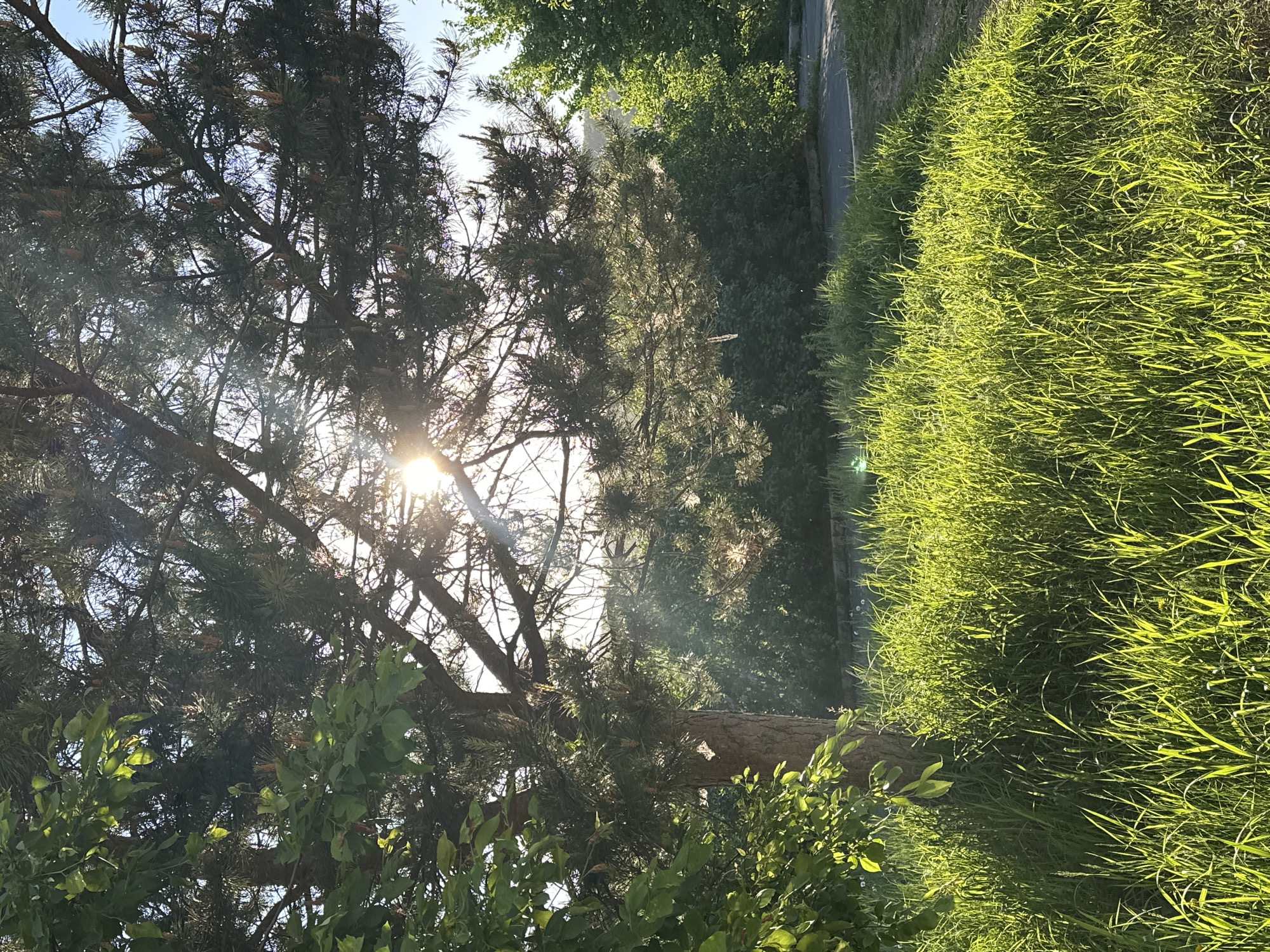 The image shows a sunny outdoor scene. In the foreground, there is a tall tree with dense foliage. The sun shines through the branches, creating a bright glare. To the right of the tree, there is a patch of tall, green grass. A paved surface or path is visible behind the grass. The location appears to be a park or a green space, as there are other trees and vegetation in the background.