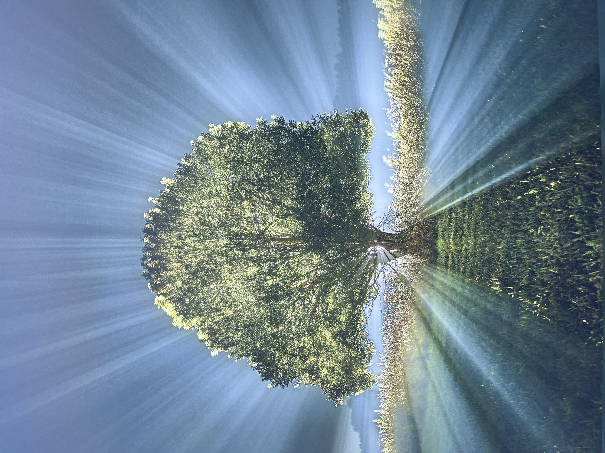 The image depicts a solitary, full-bodied tree in a grassy field, illuminated by dramatic crepuscular rays of light that emanate from behind it. The sun is low in the sky, casting long shadows across the field and creating a mystical atmosphere. The tree's leaves are a vibrant green, and its trunk is thick and gnarled. In the background, a dense line of trees or bushes is visible, softened by a light mist or fog. The overall impression is one of serene natural beauty, bathed in the ethereal glow of dawn or dusk. There is no indication that this scene is located in the city of Sochi, Russia; the image is a generic depiction of a natural landscape.