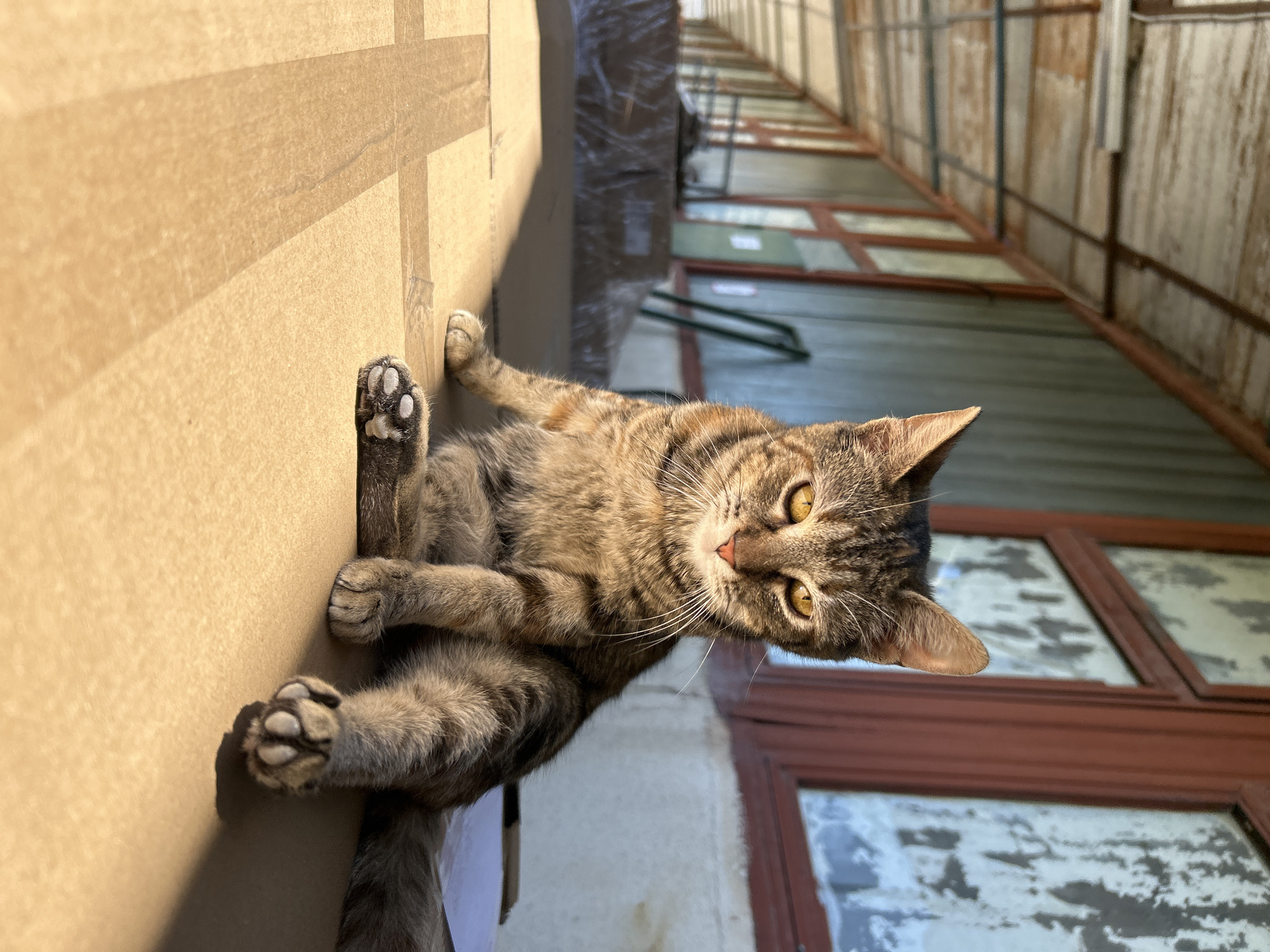 A tabby cat sits at an angle on top of a brown cardboard box. The box is taped and positioned near the wall of a narrow walkway, which has a roof of metal beams and weathered wooden walls with painted windows. The location is an urban area, but the specific city is unidentified.