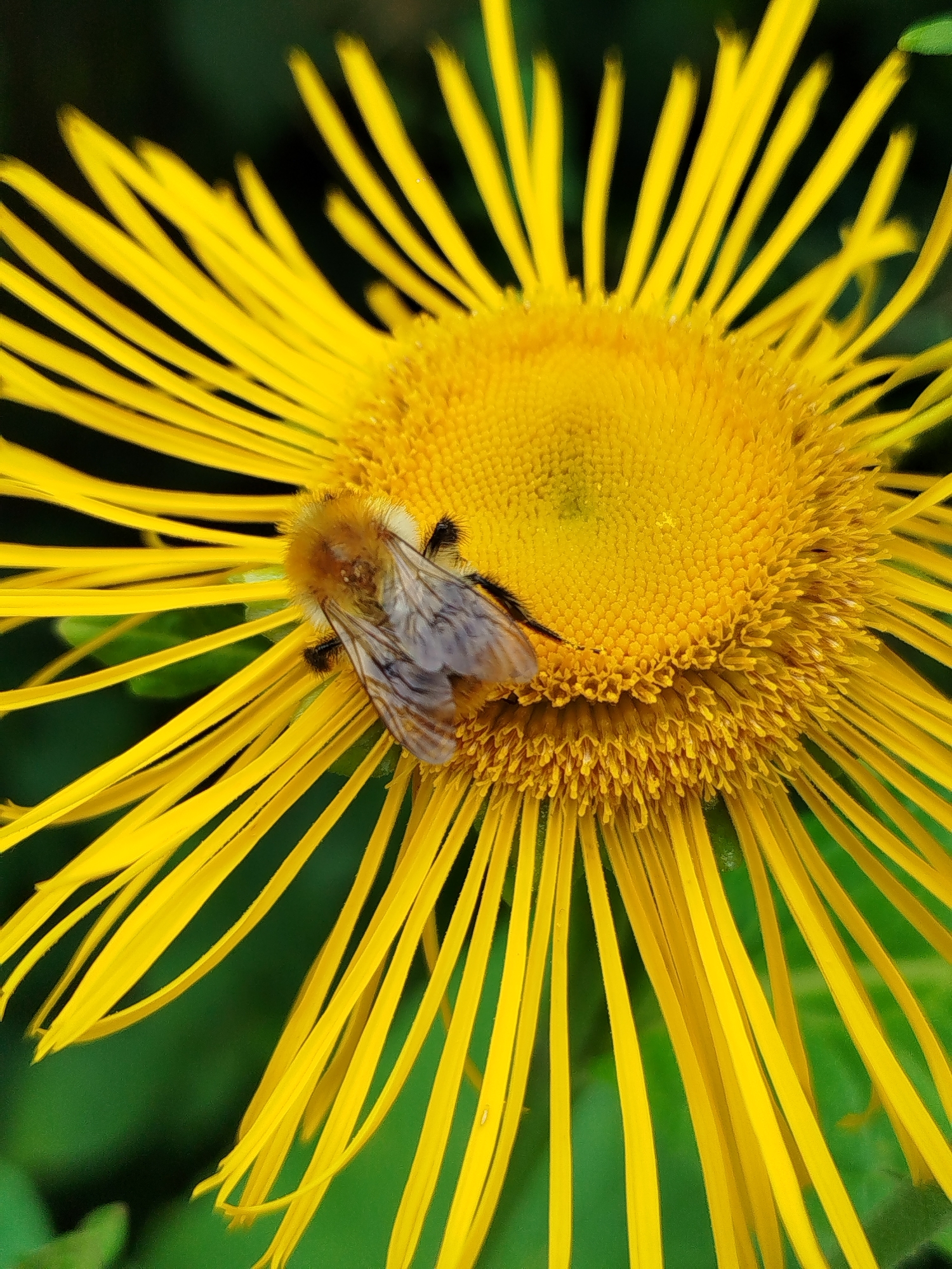 A close-up, high-angle shot focuses on a bumblebee resting on a bright yellow flower in Чкаловское Снт, Russia. The bumblebee, with its fuzzy brown and white body and translucent wings, is positioned on the central disk of the flower, surrounded by numerous thin, ray-like petals. The flower's petals radiate outwards from the center, creating a sunburst effect. The background is a blur of dark green foliage, suggesting an outdoor natural setting. The lighting highlights the vibrant yellow of the flower and the textures of the bumblebee.