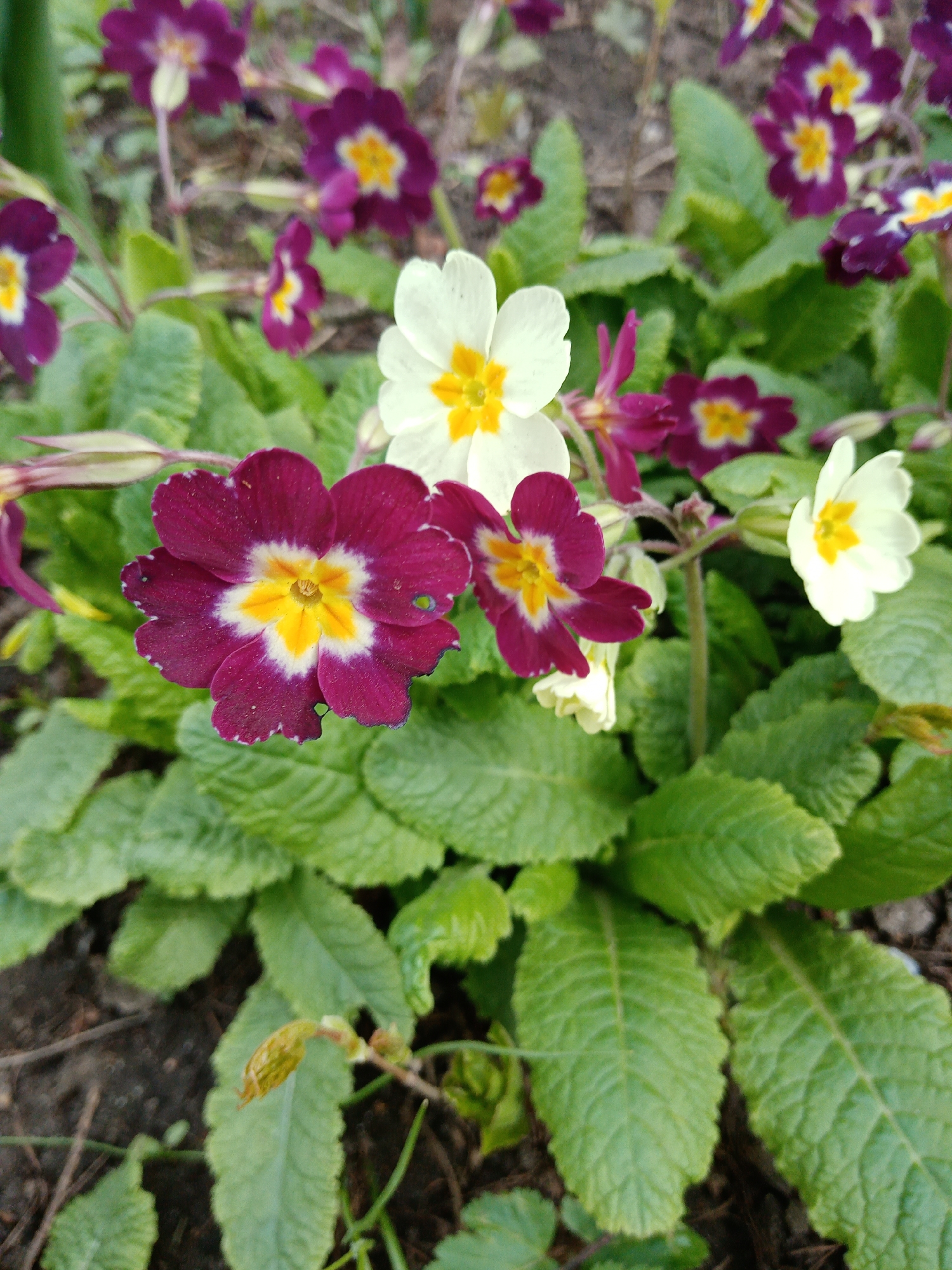 The image presents a close-up, high-angle view of blooming primroses in an outdoor setting, likely a garden or natural patch. The primary subjects are the vibrant flowers and their green leaves.
Several primrose flowers are in various stages of bloom. Dominant colors include deep purple or magenta, with prominent white and bright yellow centers, as seen in the largest flower in the foreground. Another primrose on the right side of the frame is white with a yellow center. Numerous other purple and white primroses, some blurred, are visible in the background, suggesting a larger cluster of plants.
The flowers emerge from a dense layer of lush green leaves, which are textured and broadly ovate, providing a rich green backdrop. Patches of dark soil are visible around the base of the plants.
The scene captures the natural event of flowers blooming, possibly during spring or early summer. The lighting indicates it is daytime, with bright, natural light illuminating the scene. No people, animals, or man-made objects are prominently featured. There is no visible text within the image. The overall impression is one of natural beauty and delicate floral details. The location context for these plants is Elektrostal, Russia.